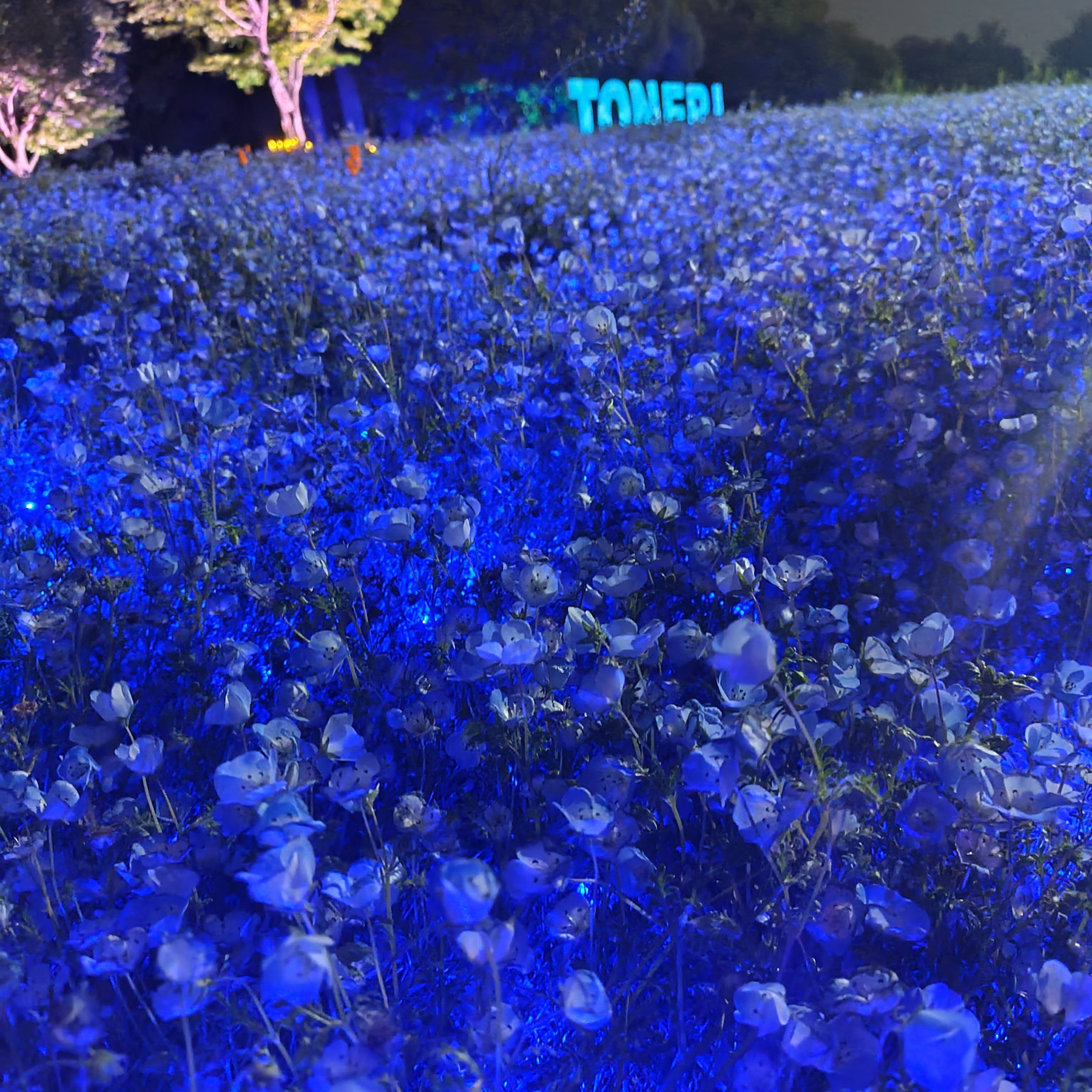 ネモフィラ様 NEMOPHILA SKY（ネモフィラ スカイ）