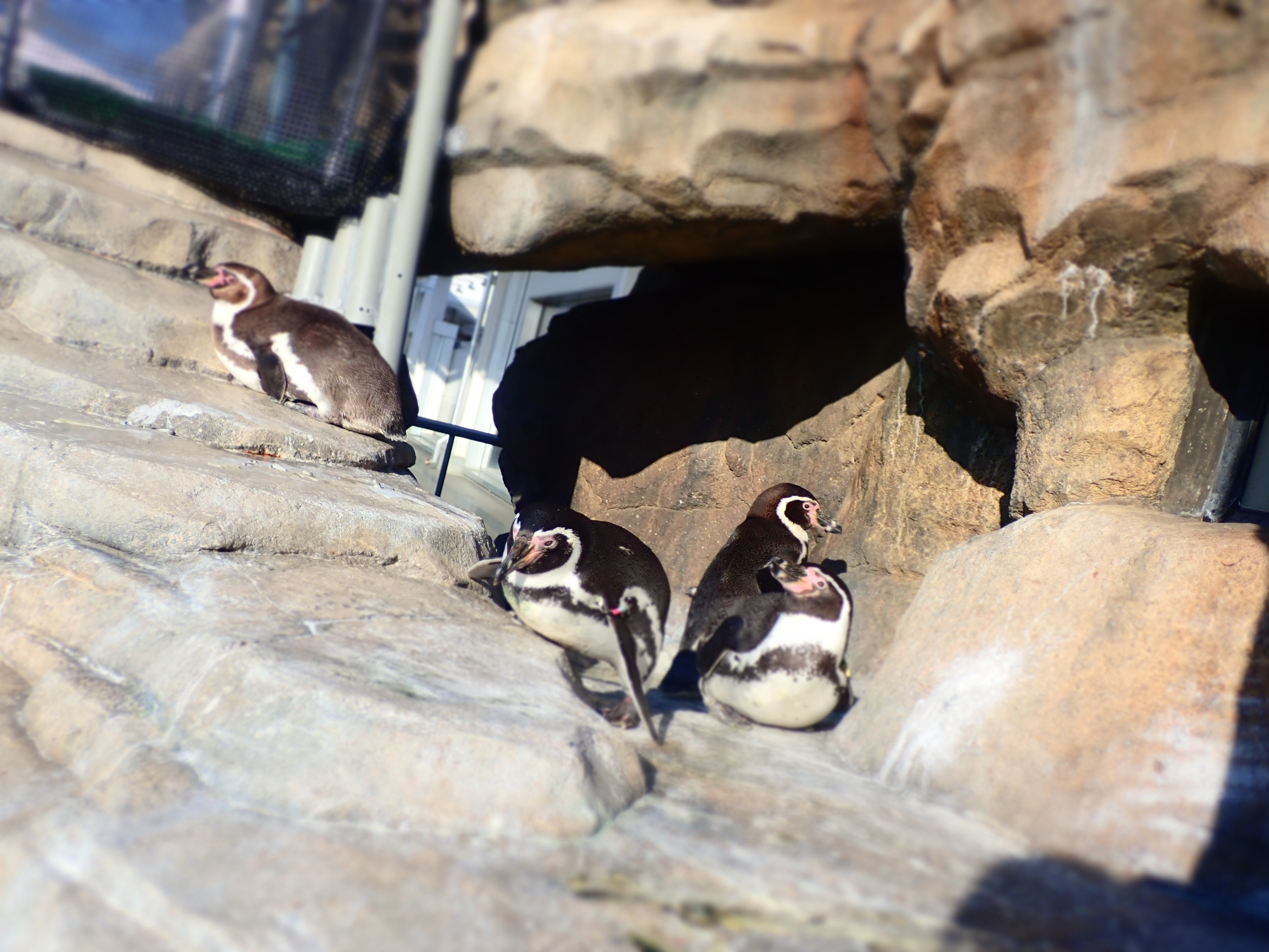 毎朝のルーティン｜仙台うみの杜水族館