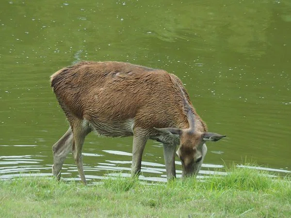 アカシカ Red Deer|M_ayumi