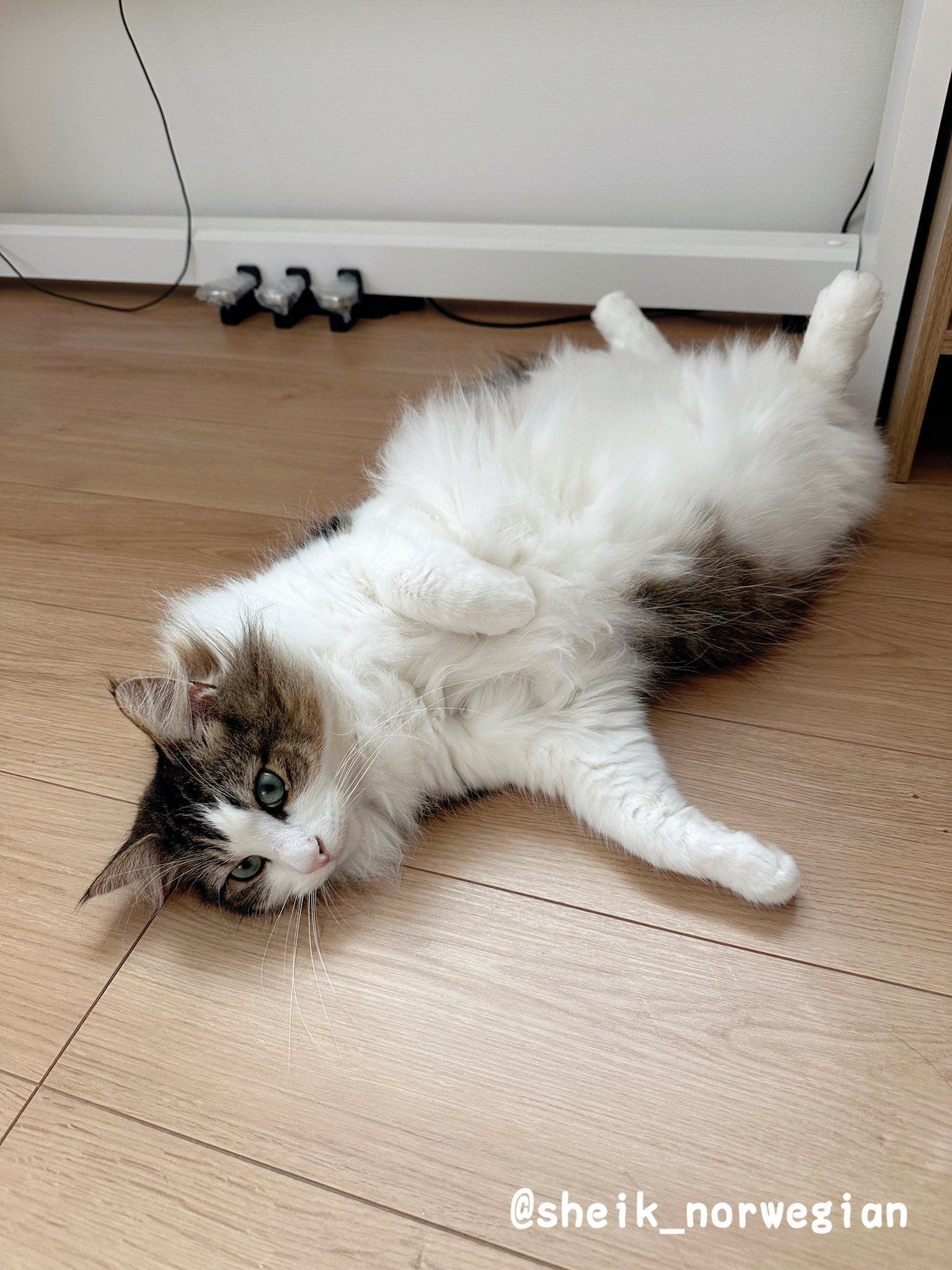 1週間の疲れが消し飛んだ」帰宅してすぐ猫を吸わせてもらった飼い主