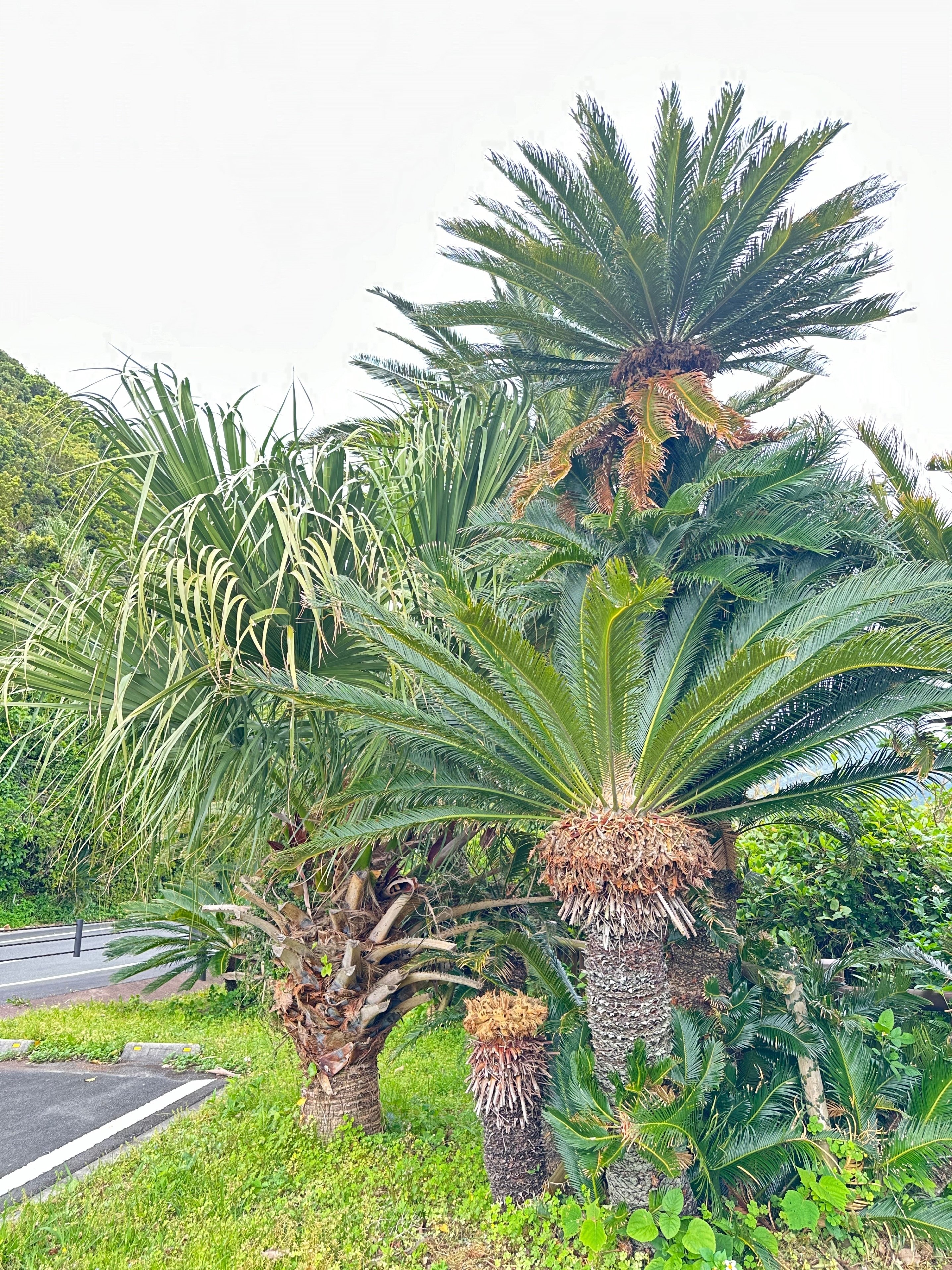 旅の記録>鹿児島県南大隅町 南国の自然パワーを感じた最南端 旅の記録>鹿児島県南大隅町 南国の自然パワーを感じた最南端