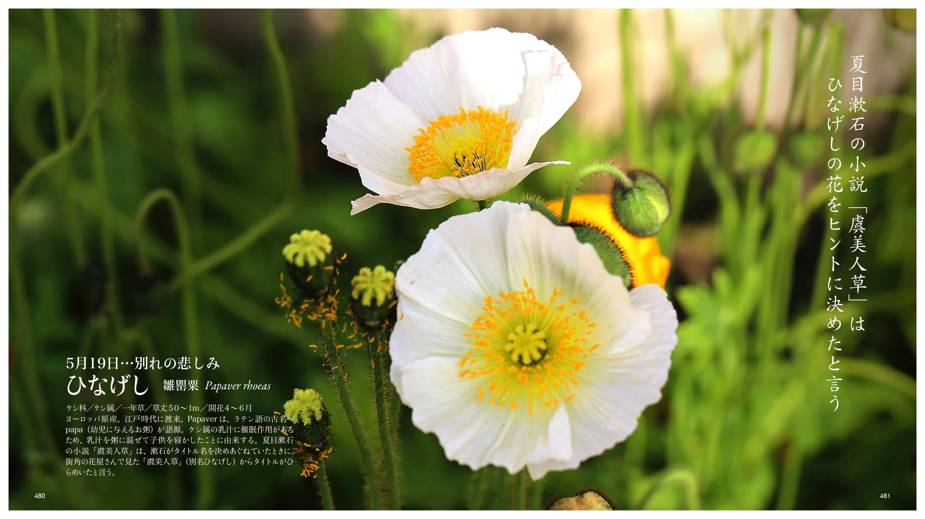 美品　Serge Marjisse【エコルとひなげしの花】肉質画 5月19日…別れの悲しみ｜taku