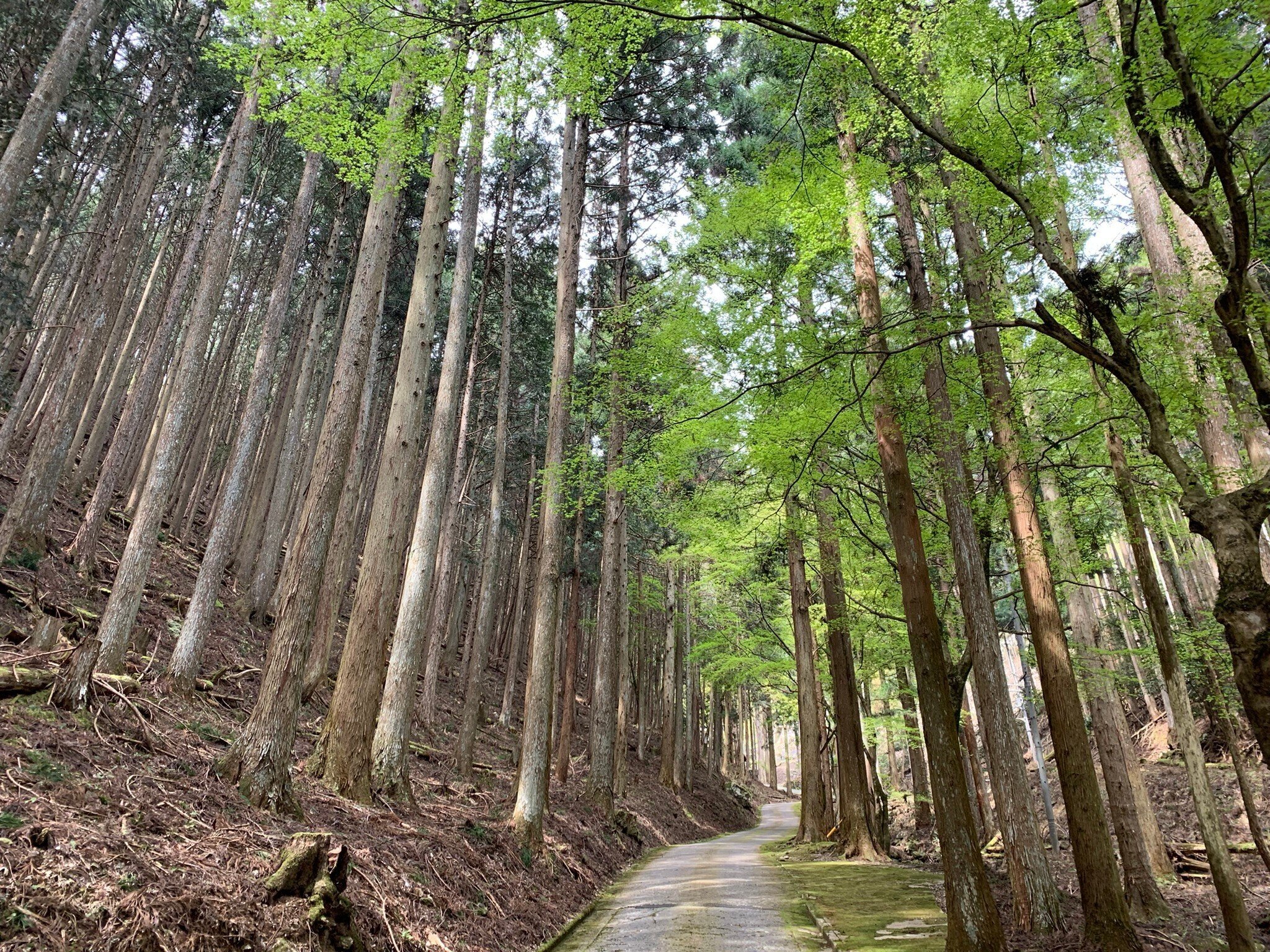 京都、大原、三千院抜き、その1｜菱岡憲司