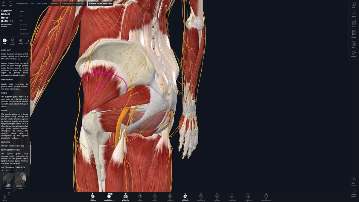 The Superior Gluteal Nerve And Its Symptoms the-superior-gluteal-nerve-and-its-symptoms