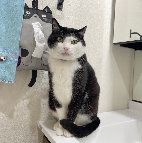 なつぞら様❣️ハンドメイドオーダーページ＊ねこ&うさぎパネルハンカチ なつぞら様❣️ハンドメイドオーダーページ＊ねこ&うさぎパネルハンカチ