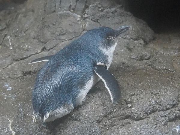 コガタペンギンの写真６