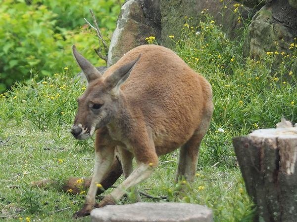 アカカンガルーの写真２