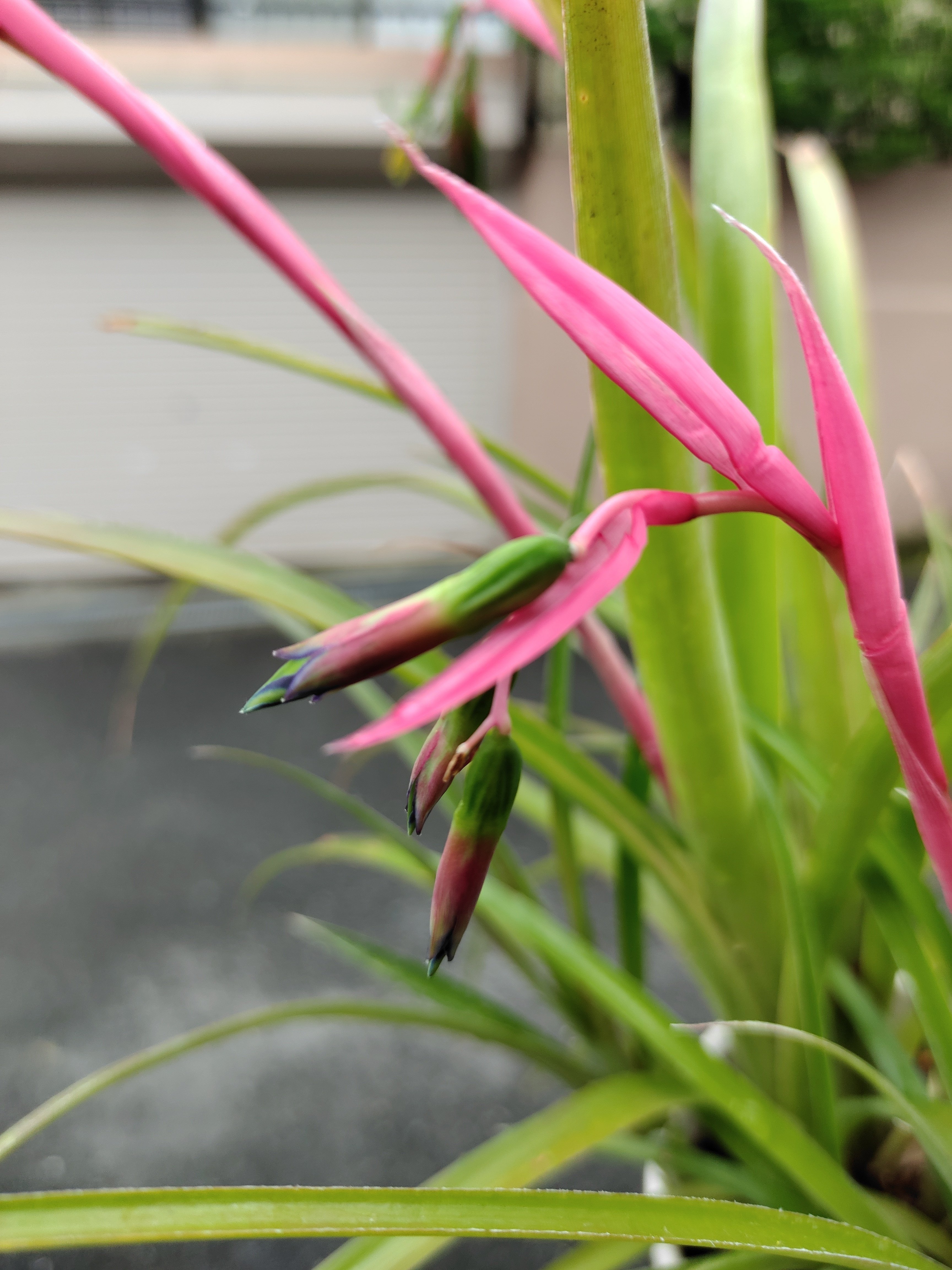 ヨウラクツツアナナス｜かえる