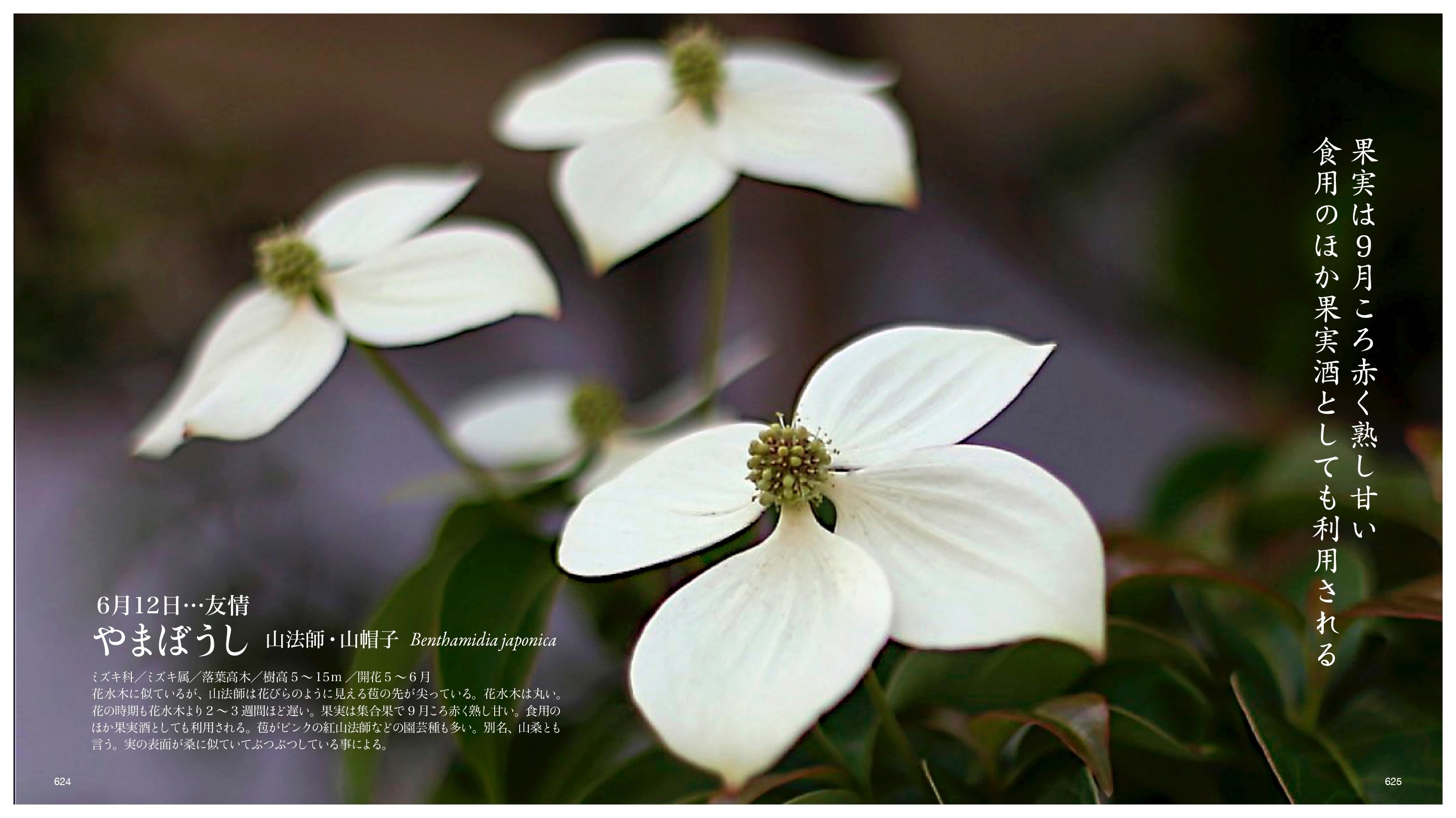 Amazon.co.jp: アジアにおけるシダ植物分布図の索引誌第2版/日本