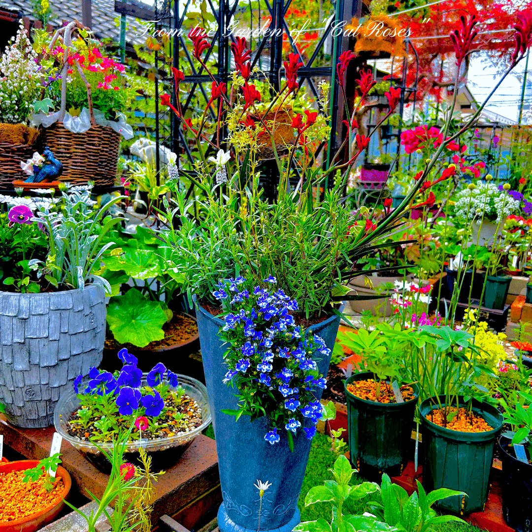 オージープランツの寄植えと林檎の花｜Cat rose 「ガーデニングブログ