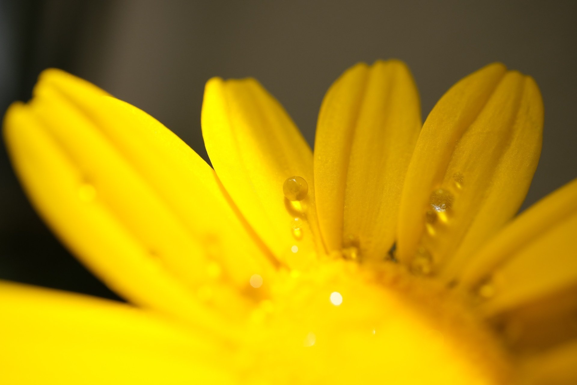 春に咲く菊の花？｜ベランダ菜園｜ハタモト