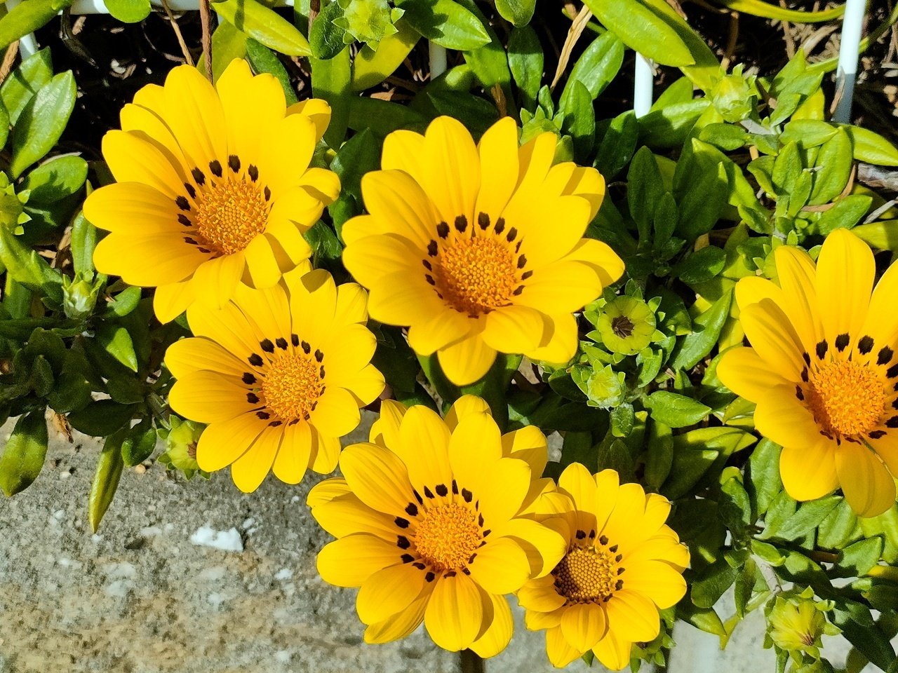 黄色い花｜komajin