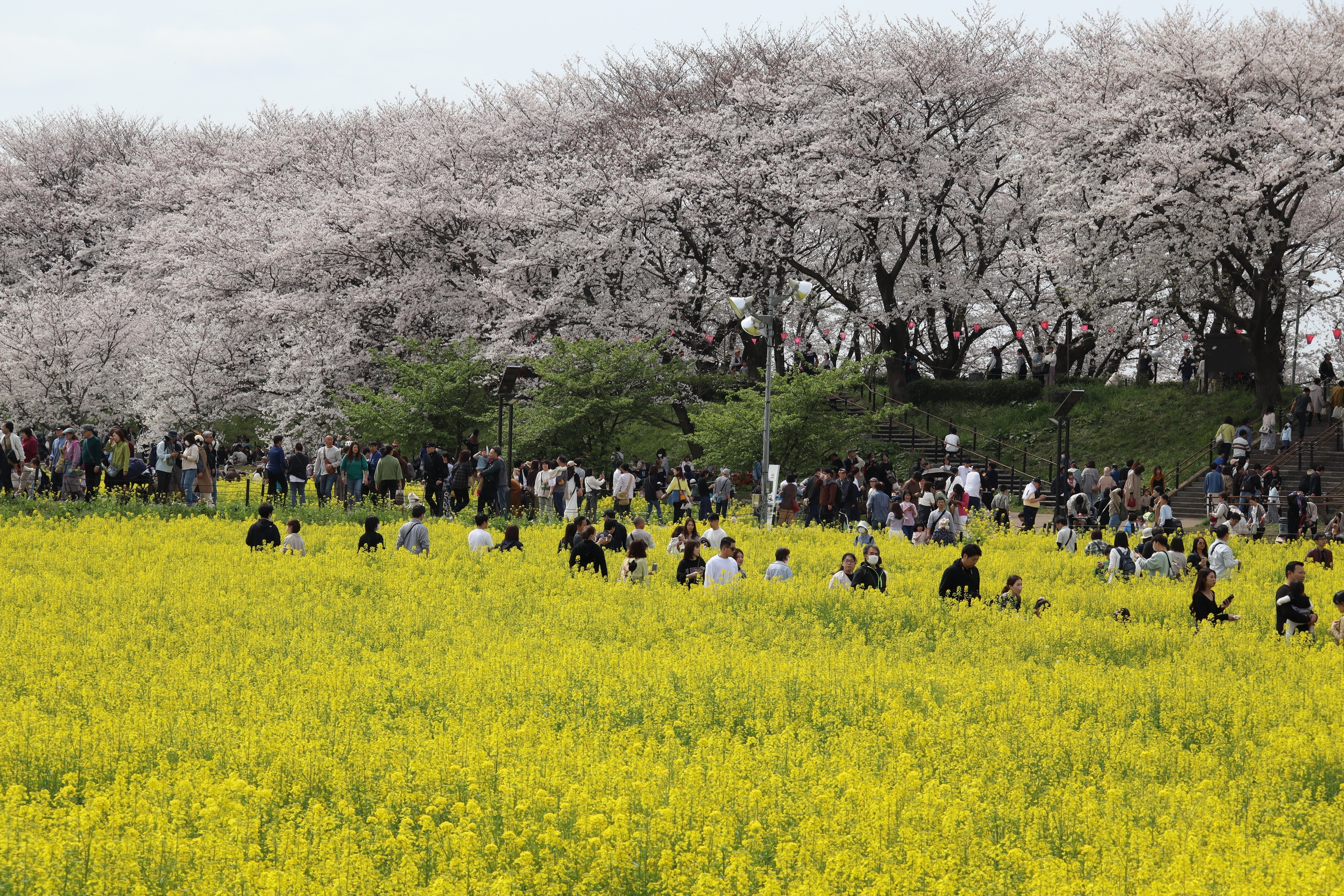 第91回幸手桜まつり2024／埼玉県幸手市｜このまちが好き幸手市