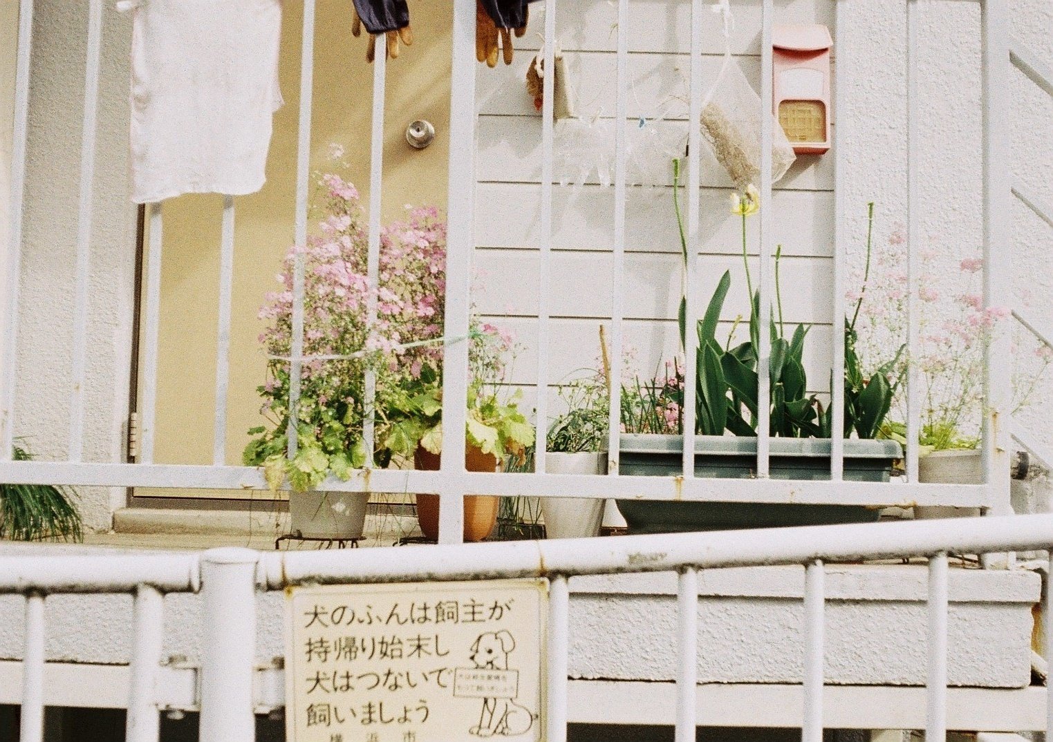 【作例あり】Olympus pen (EES) ハーフカメラの代表！オリンパス ペン EESのすすめ』｜フィルム