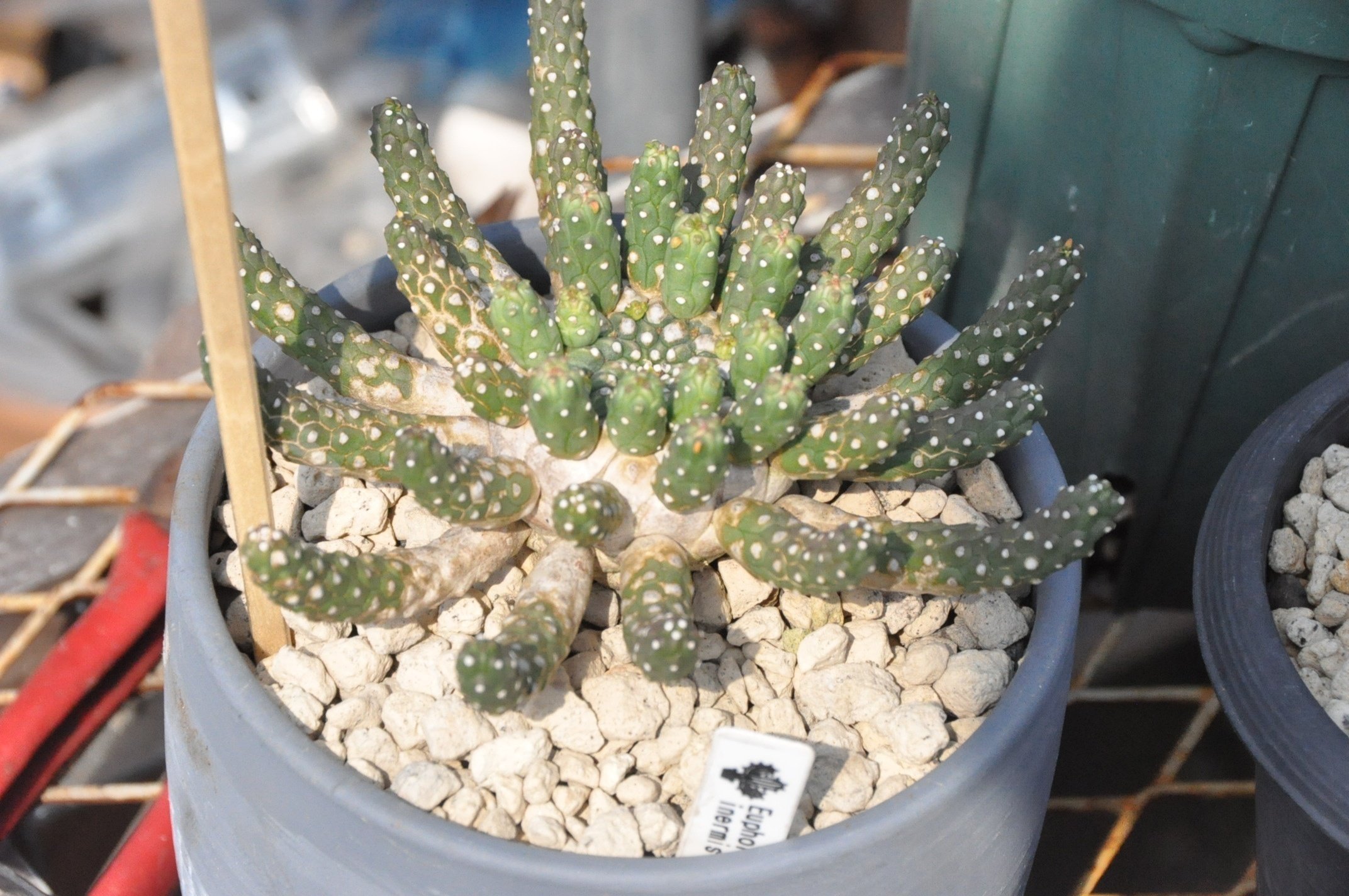 幻のタコモノ 実生 ユーフォルビア スプレッサ 実生 木質化 ユーフォルビアの魅力｜KKGREEN