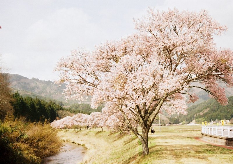 Pentax MEの撮影見本　その①　撮影したのは愛知県三河の名倉川の桜並木です。