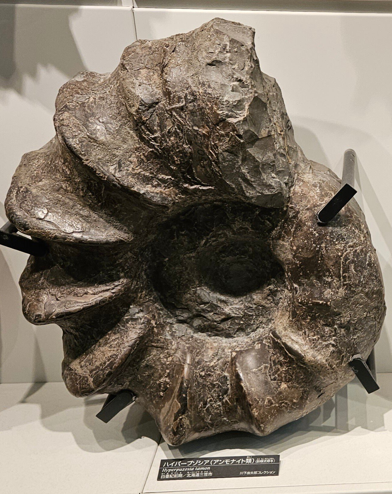 The Lost Universe 古代の巨大頭足類③巨大アンモナイト｜美原さつき