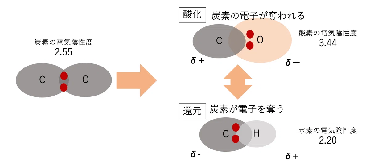 Off Flavor入門〜⑬酸化還元の基礎|Shiro Yamada
