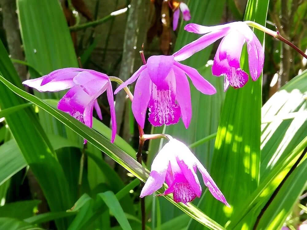 この花ご存知ですか?。 シラン! …紫蘭|飯田吉秋/インダストリアルデザイナー