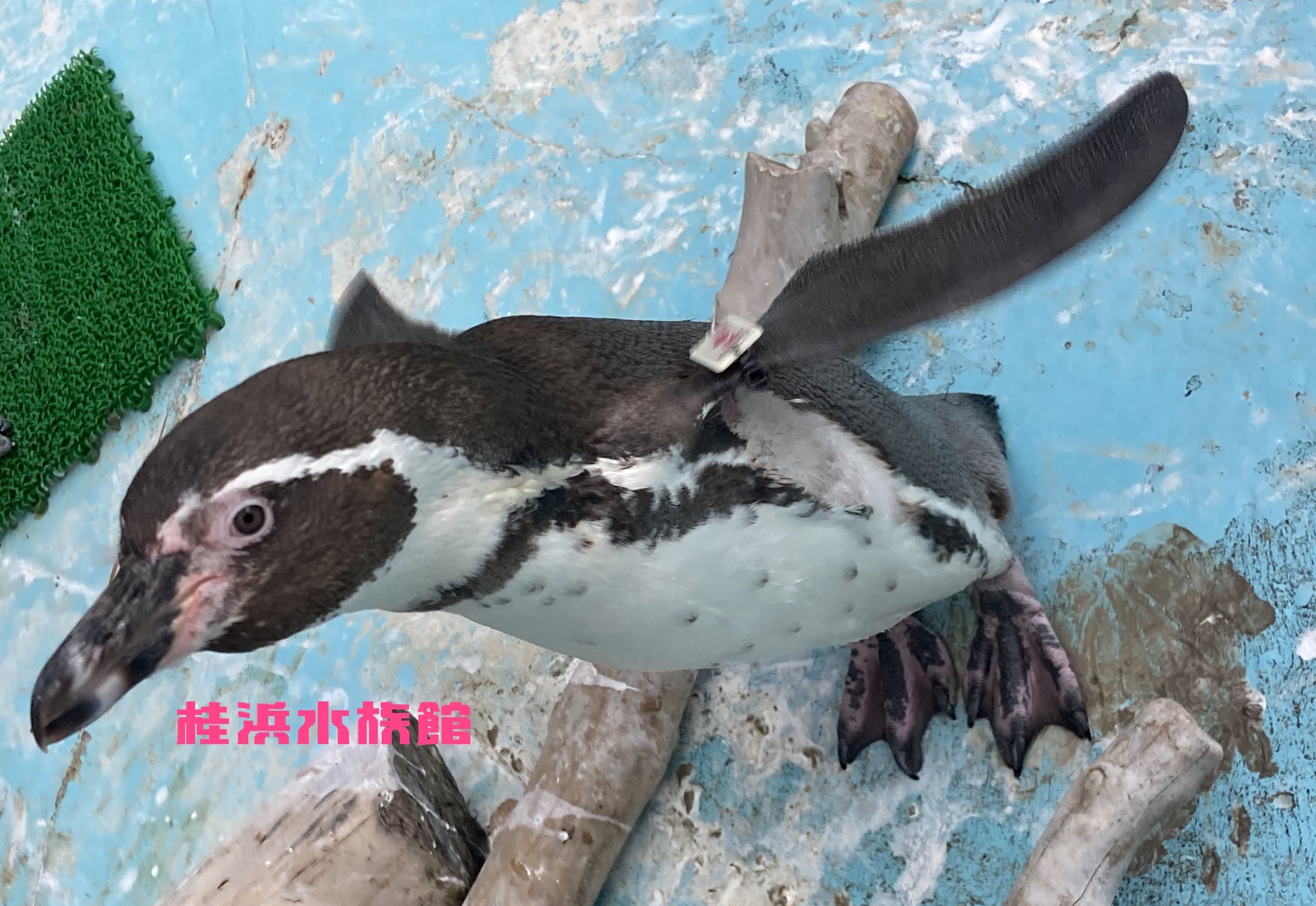 今日は世界ペンギンの日🐧｜桂浜水族館 公式