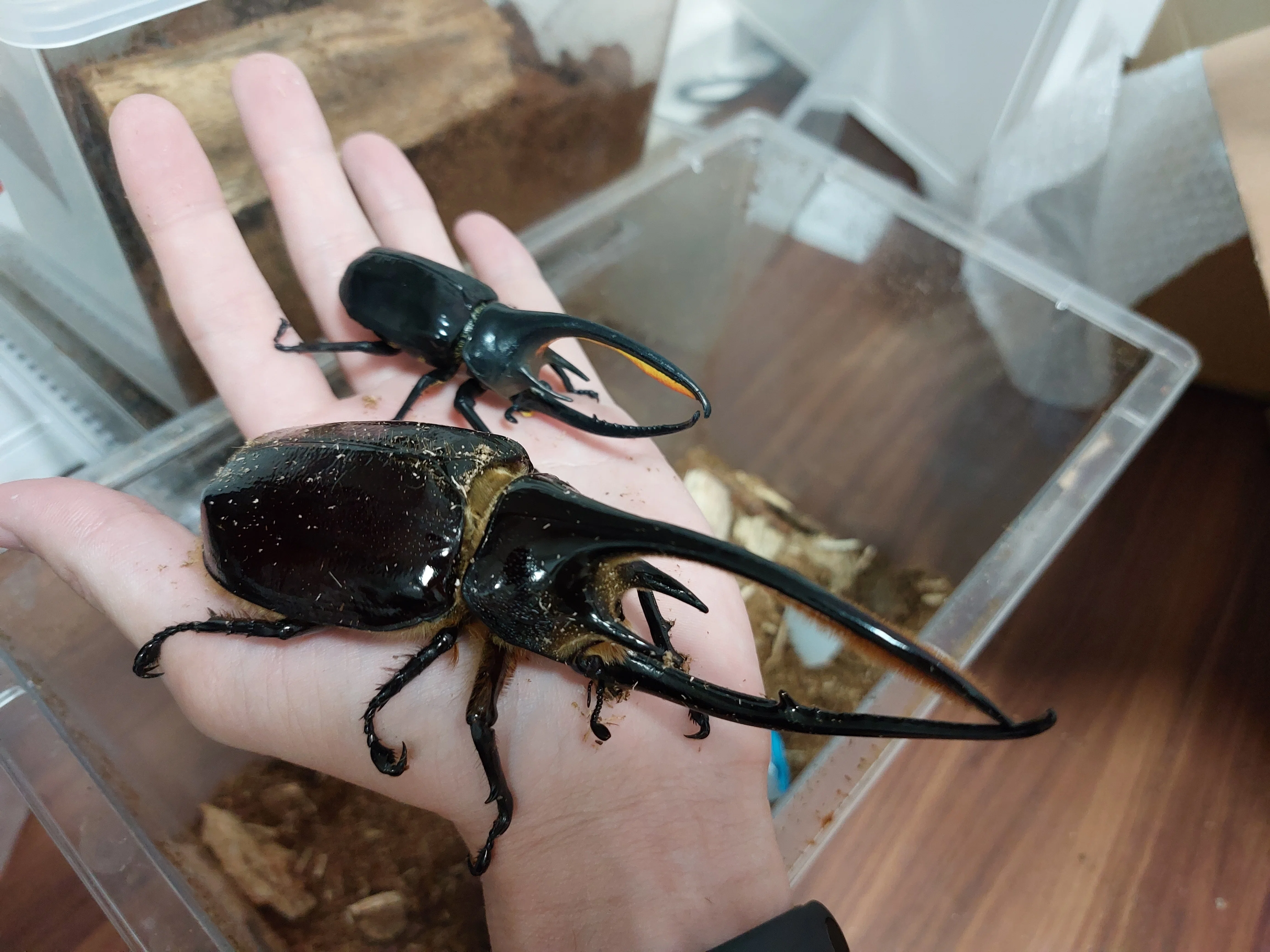 2023ネプチューンオオカブト飼育記録|ささがわ 2023ネプチューンオオカブト飼育記録|ささがわ