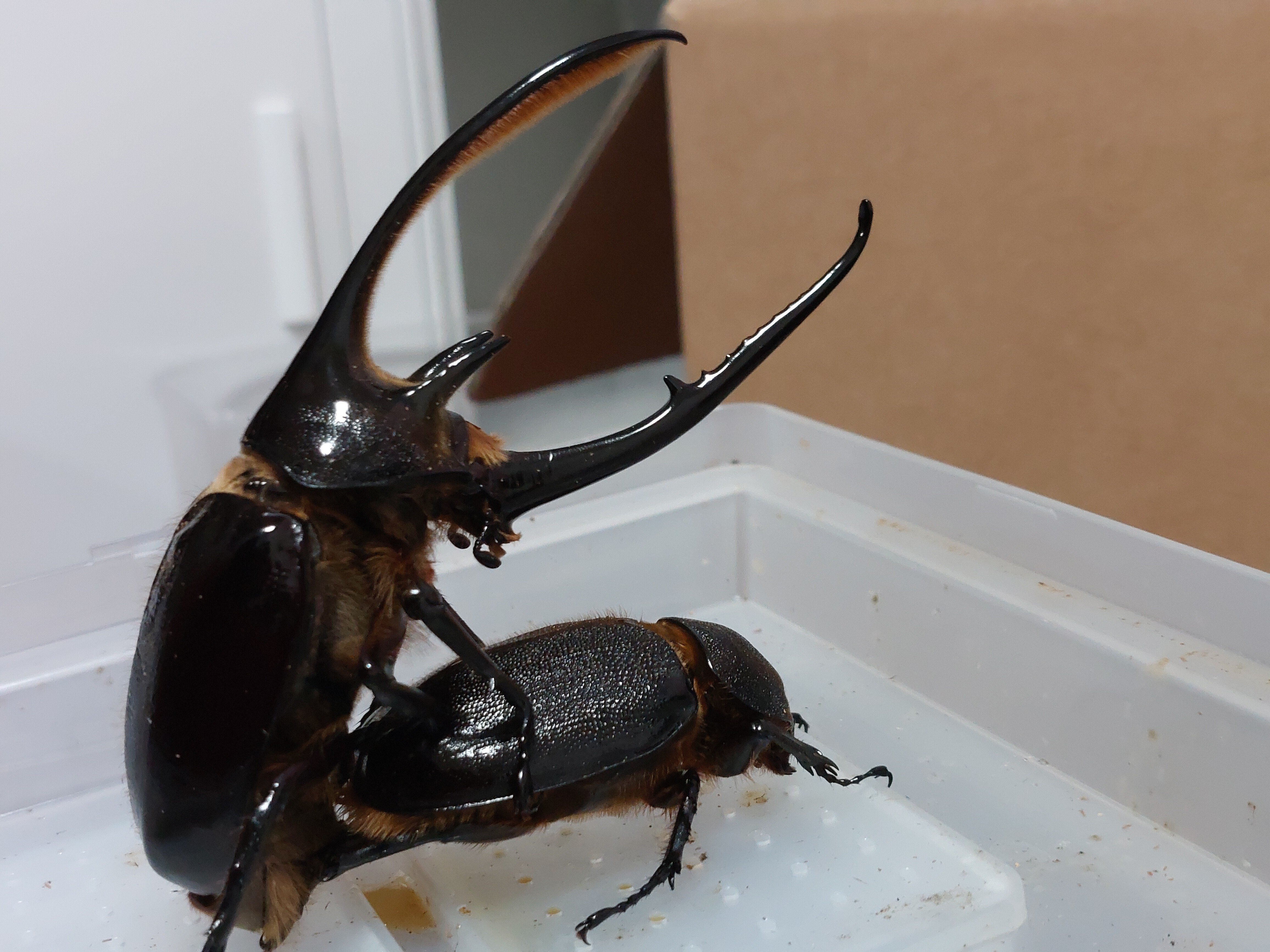 2023ネプチューンオオカブト飼育記録｜ささがわ