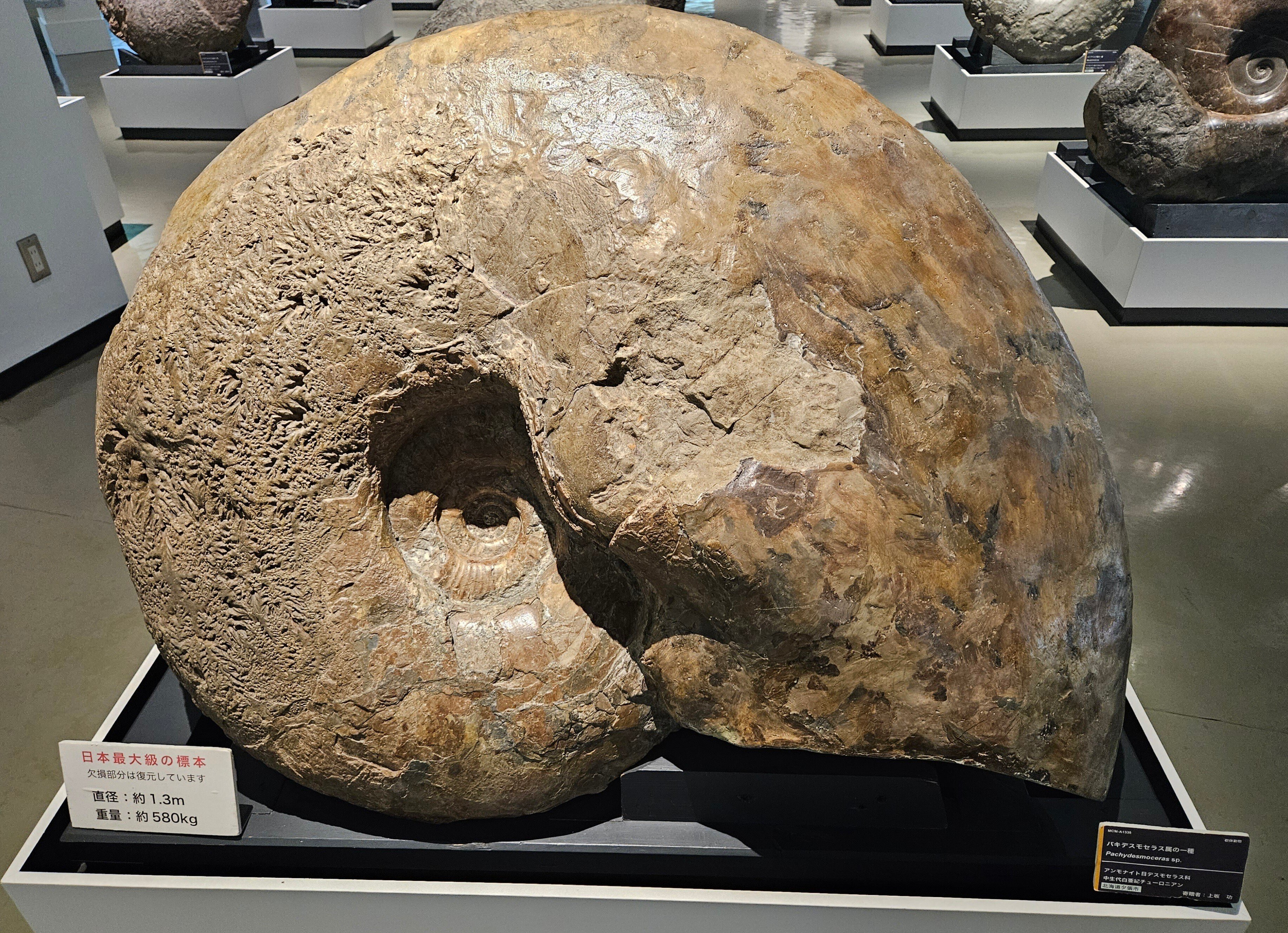 九州産　アンモナイト　プロテキサナイテス　超特大　希少　博物館展示級 化石 標本 アンモナイト 九州産 希少