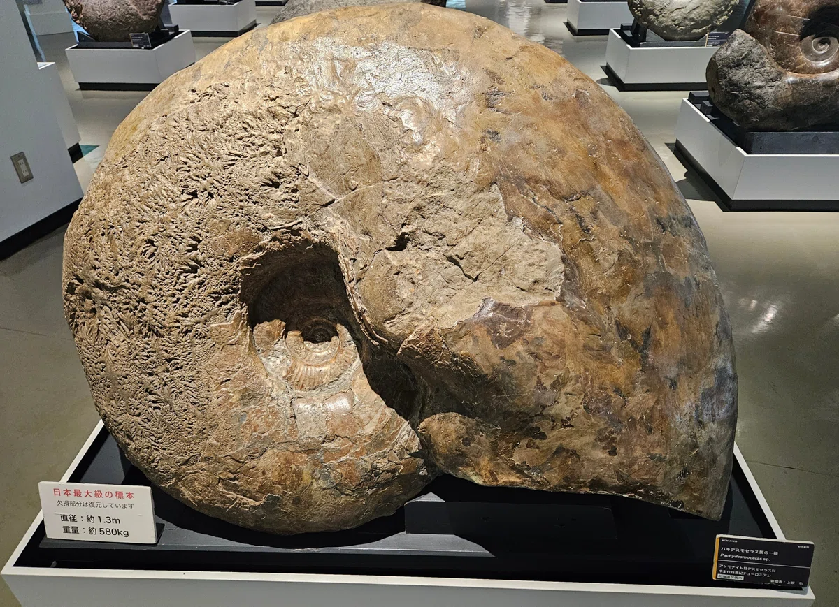 The Lost Universe 古代の巨大頭足類③巨大アンモナイト｜美原さつき