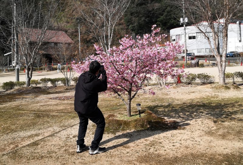 小さな桜の写真を撮る夫