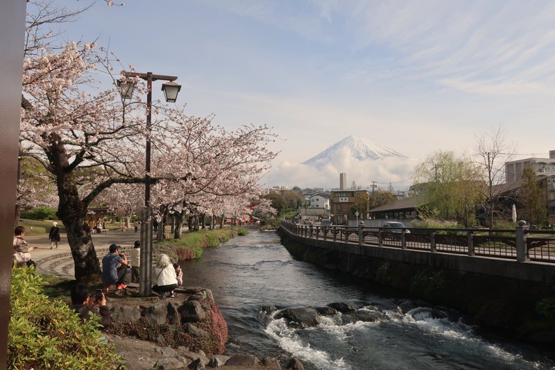 桜越しに見る富士山