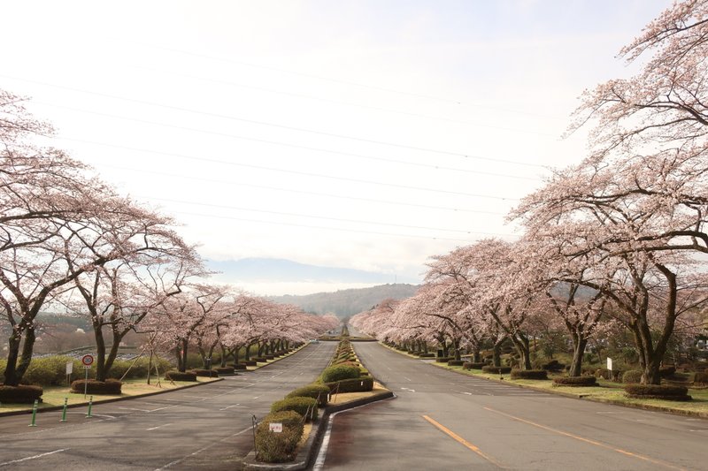 霊園の道路沿いに咲く桜