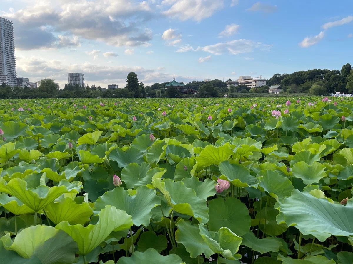 [Tokyo Sightseeing] Lotus Flowers at Shinobazu Pond and Summer Sentiments｜曠