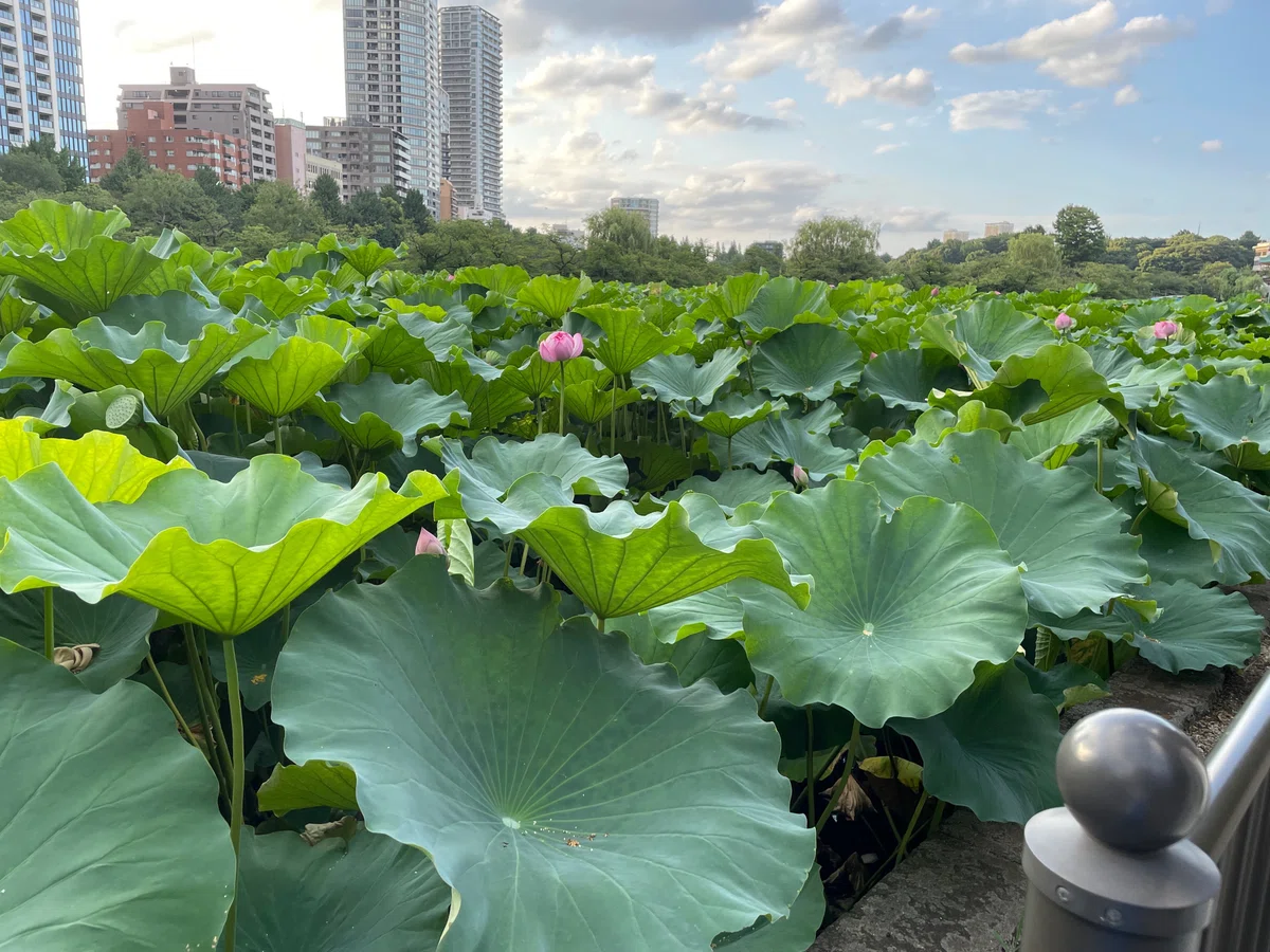 [Tokyo Sightseeing] Lotus Flowers at Shinobazu Pond and Summer Sentiments｜曠