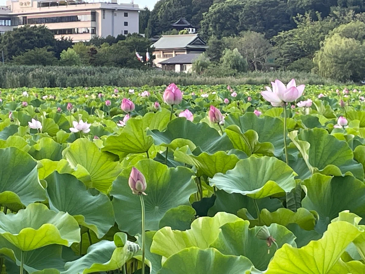 [Tokyo Sightseeing] Lotus Flowers at Shinobazu Pond and Summer Sentiments｜曠
