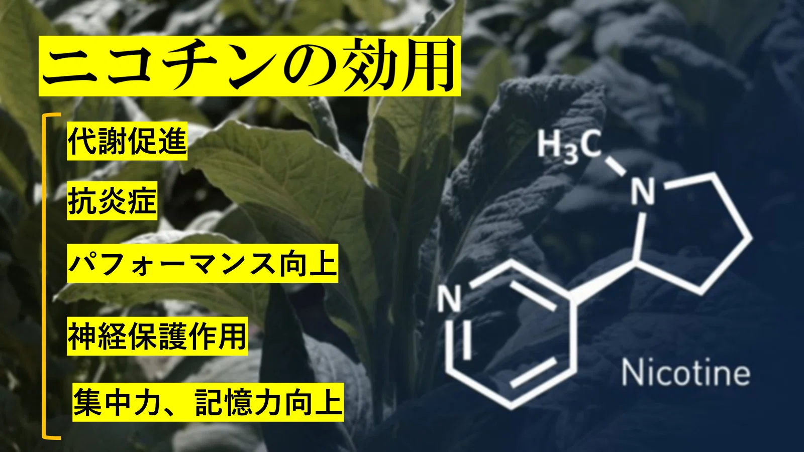 ニコチンと炎症抑制について