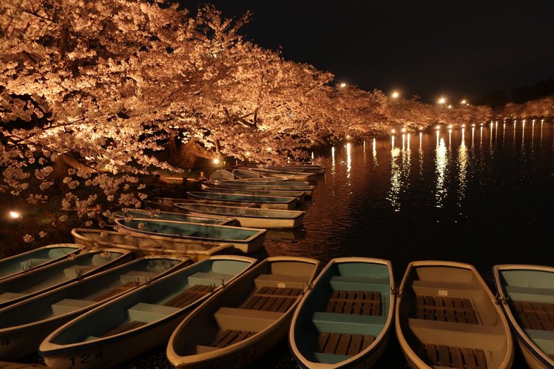ボート置き場の桜