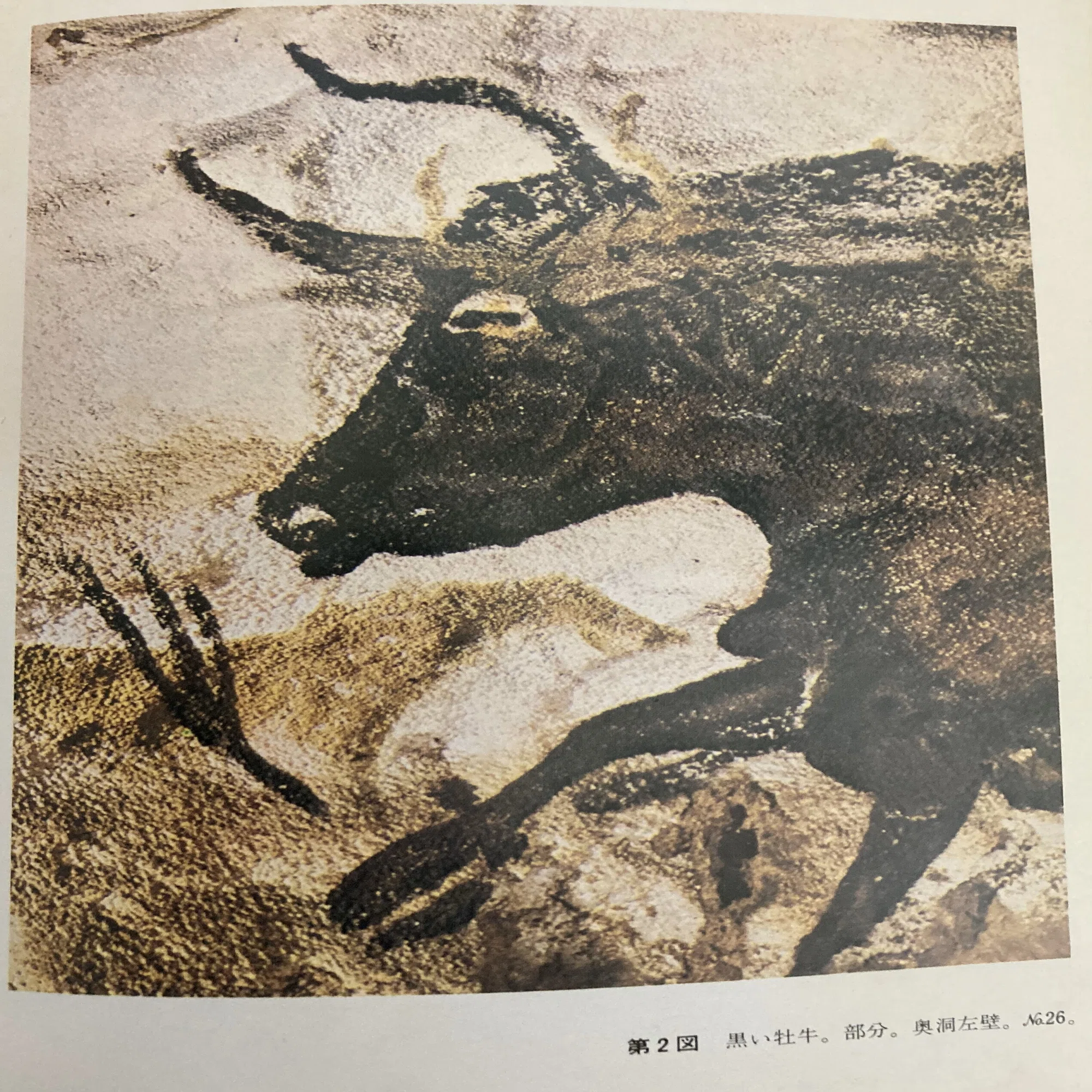 書評＞『ラスコーの壁画』｜きーやん（木下裕治）