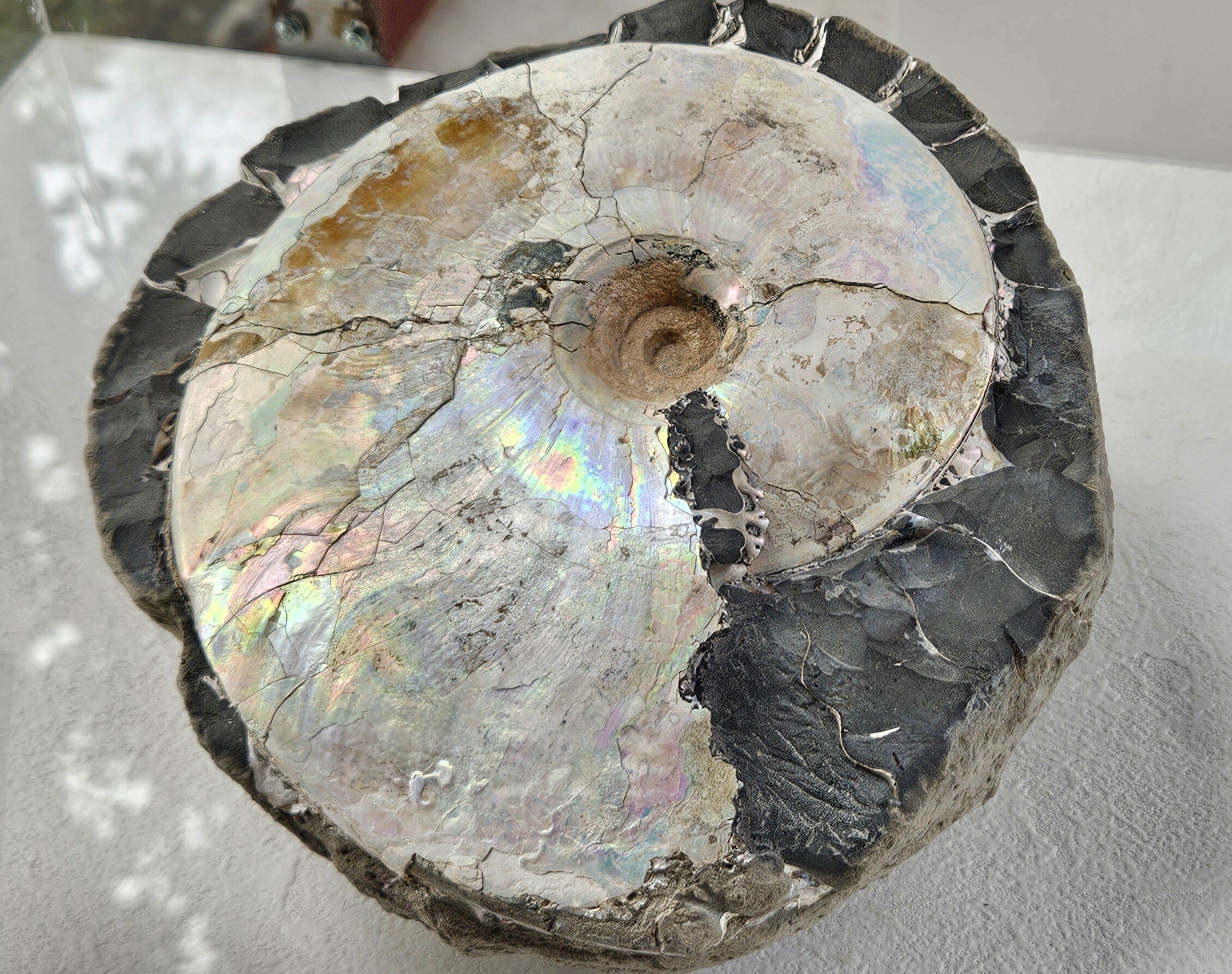 アンモナイト大BIGクリーム×グレー美しい