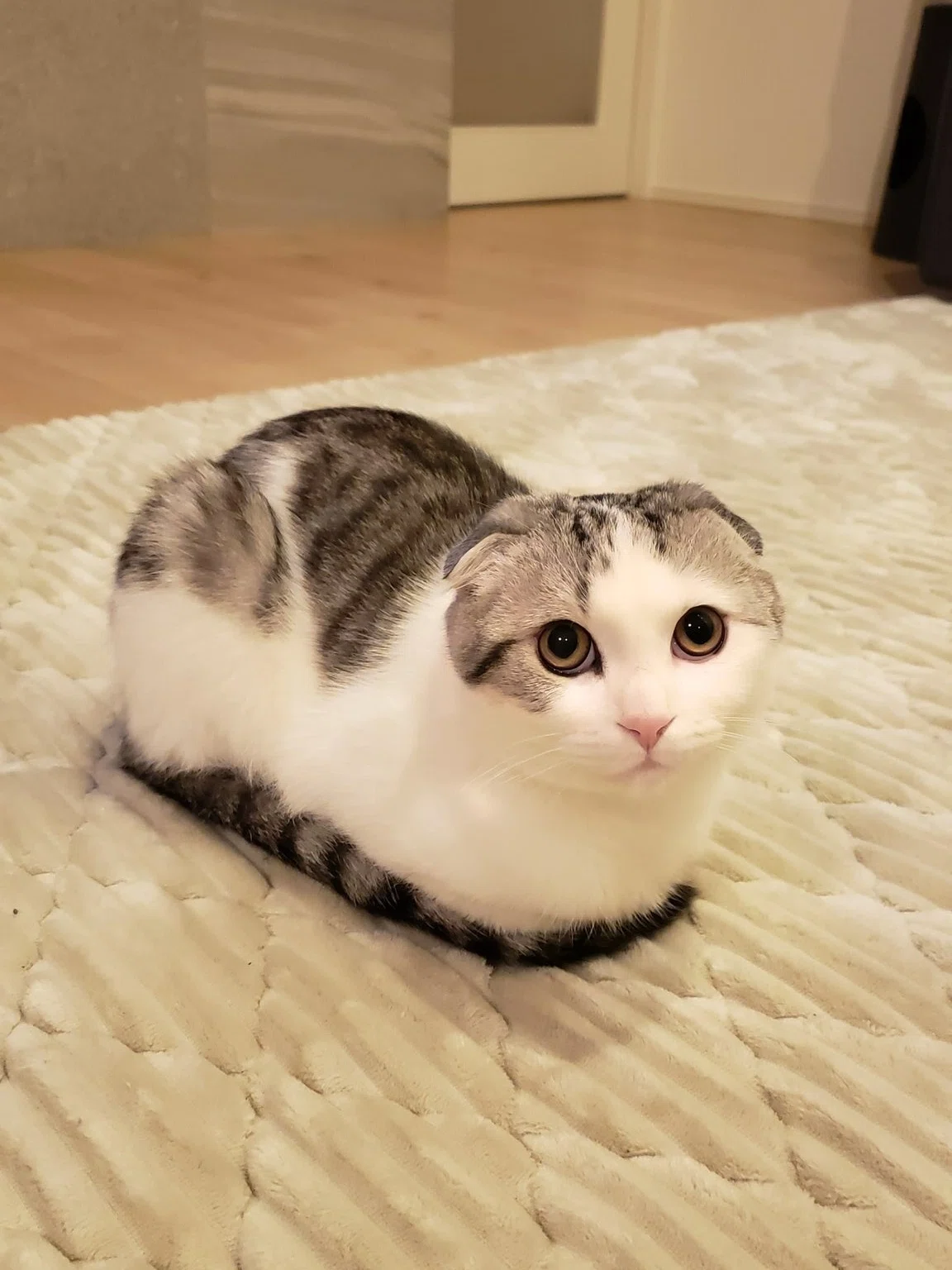 そこで寝られると一番困る」という絶妙なポイントで横たわる猫ちゃん