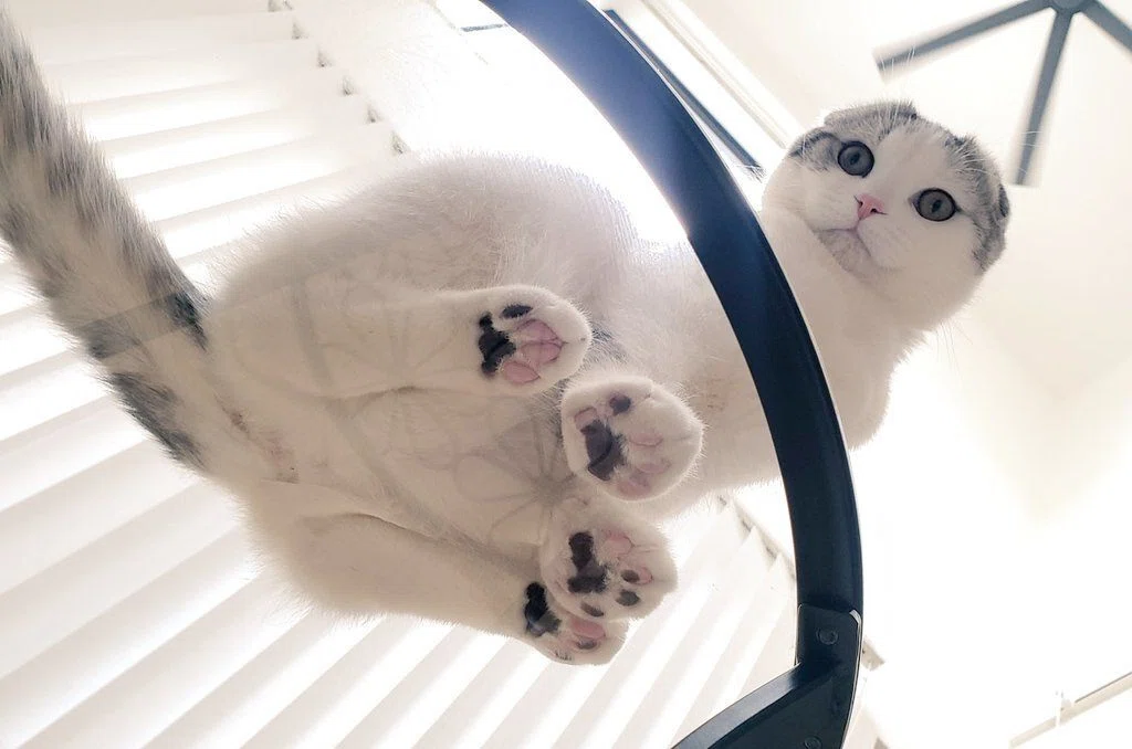 そこで寝られると一番困る」という絶妙なポイントで横たわる猫ちゃん