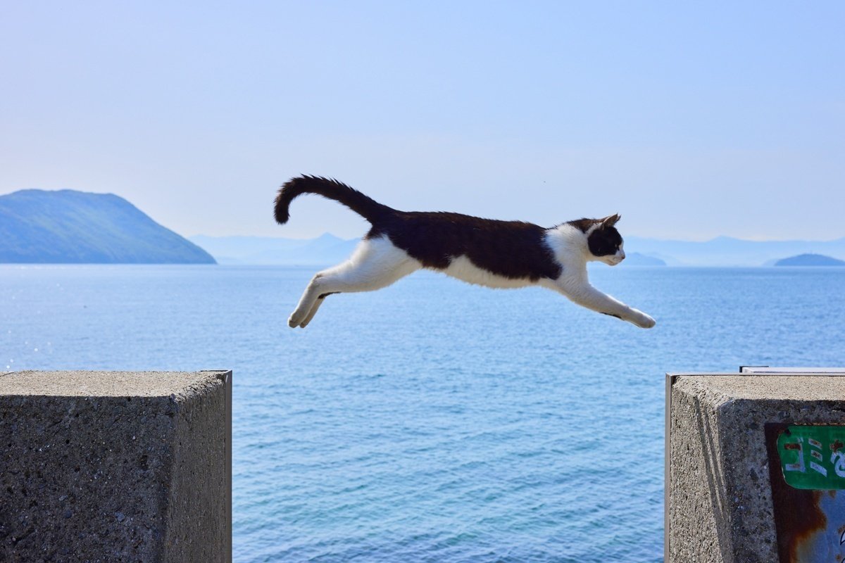 カッティングダイ（1055） ネコ 松尾ミユキ】 Diecut pouch Cat｜ダイカットポーチ｜選べるデザイン