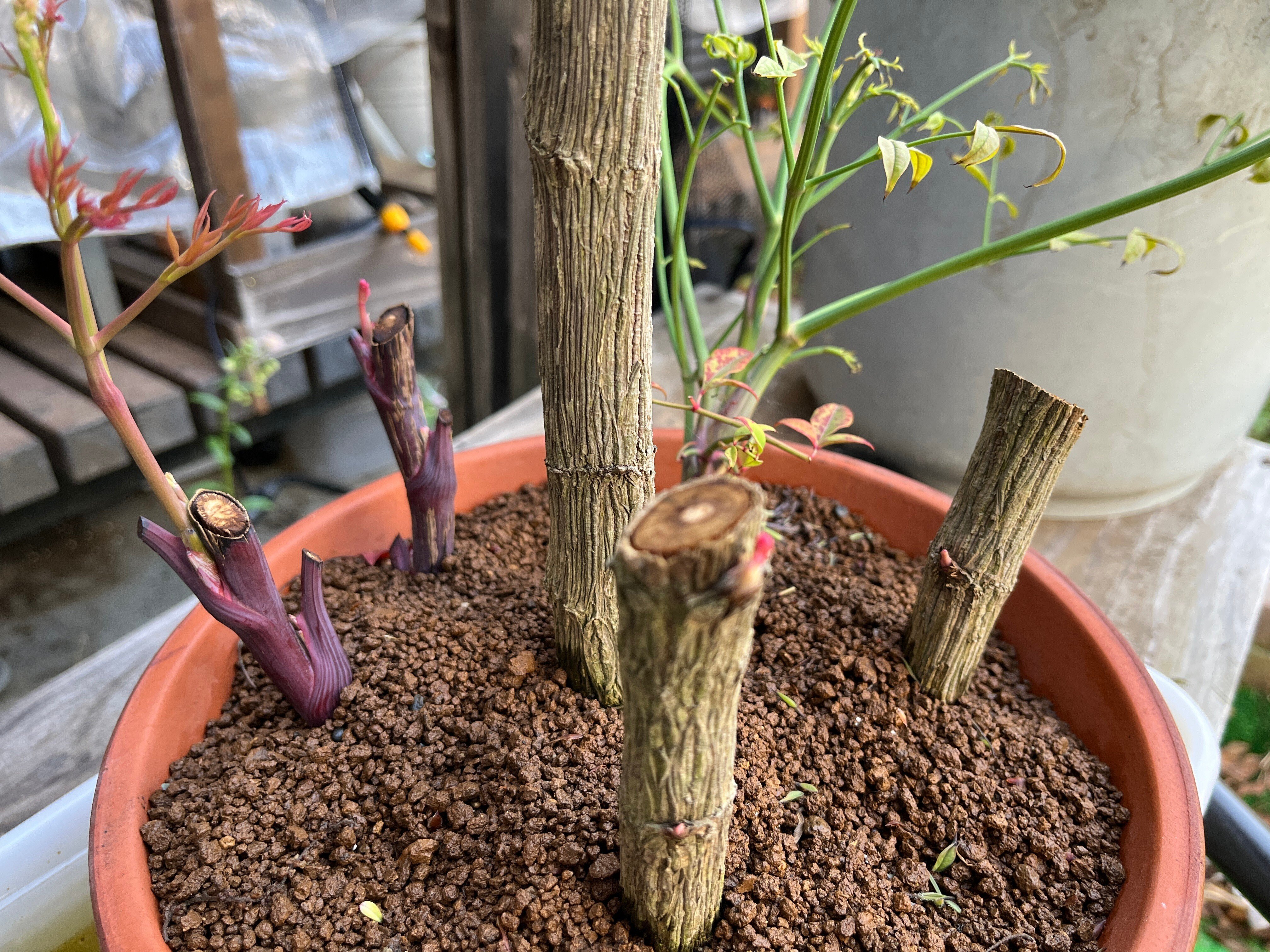 庭の植物-南天、沈丁花、ぶどう-(2024.4.26)｜NAKADA Shugo