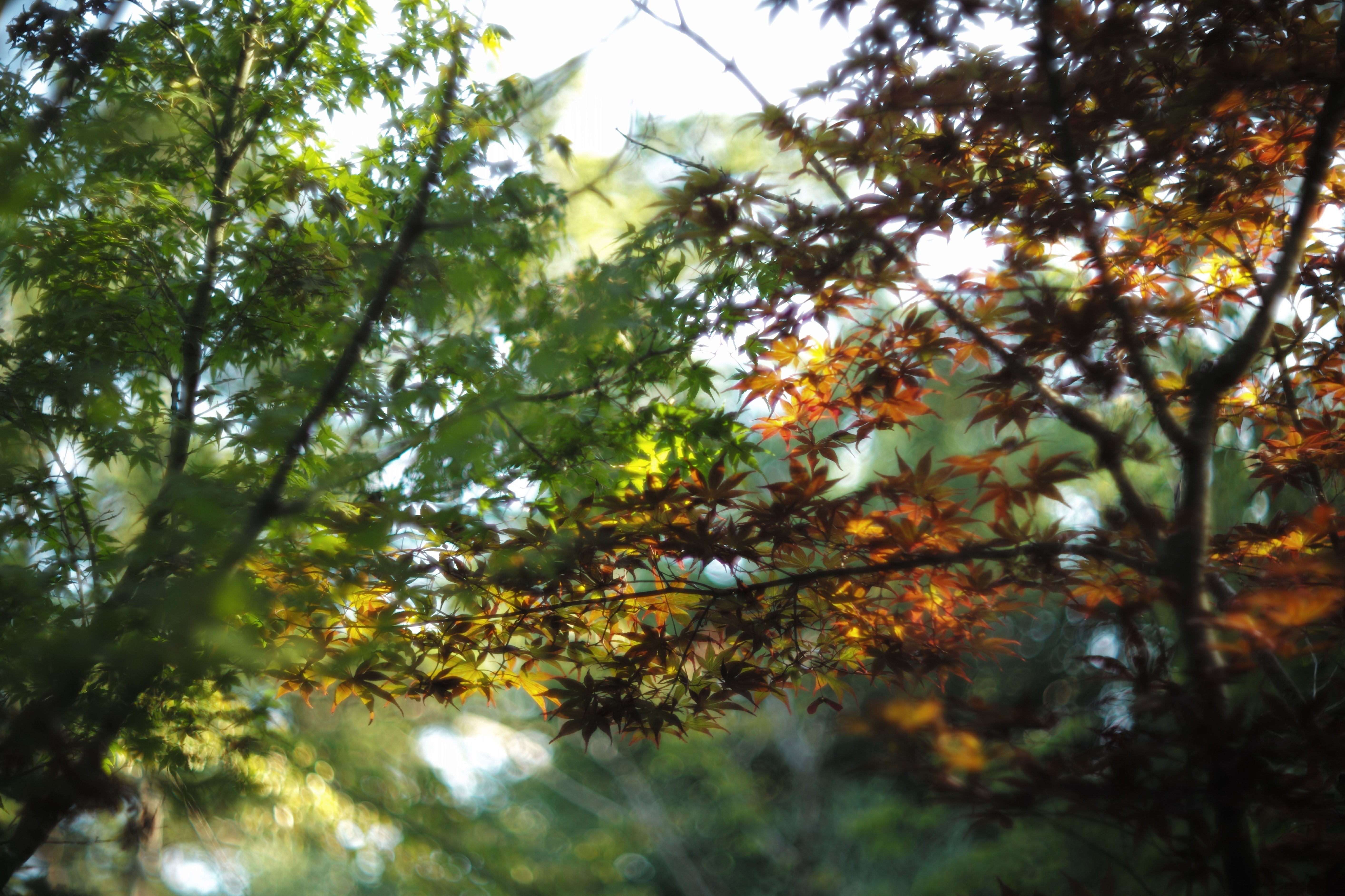 気品溢れる帝王の風格『Leitz Summarex 8.5cm f1.5』｜masato
