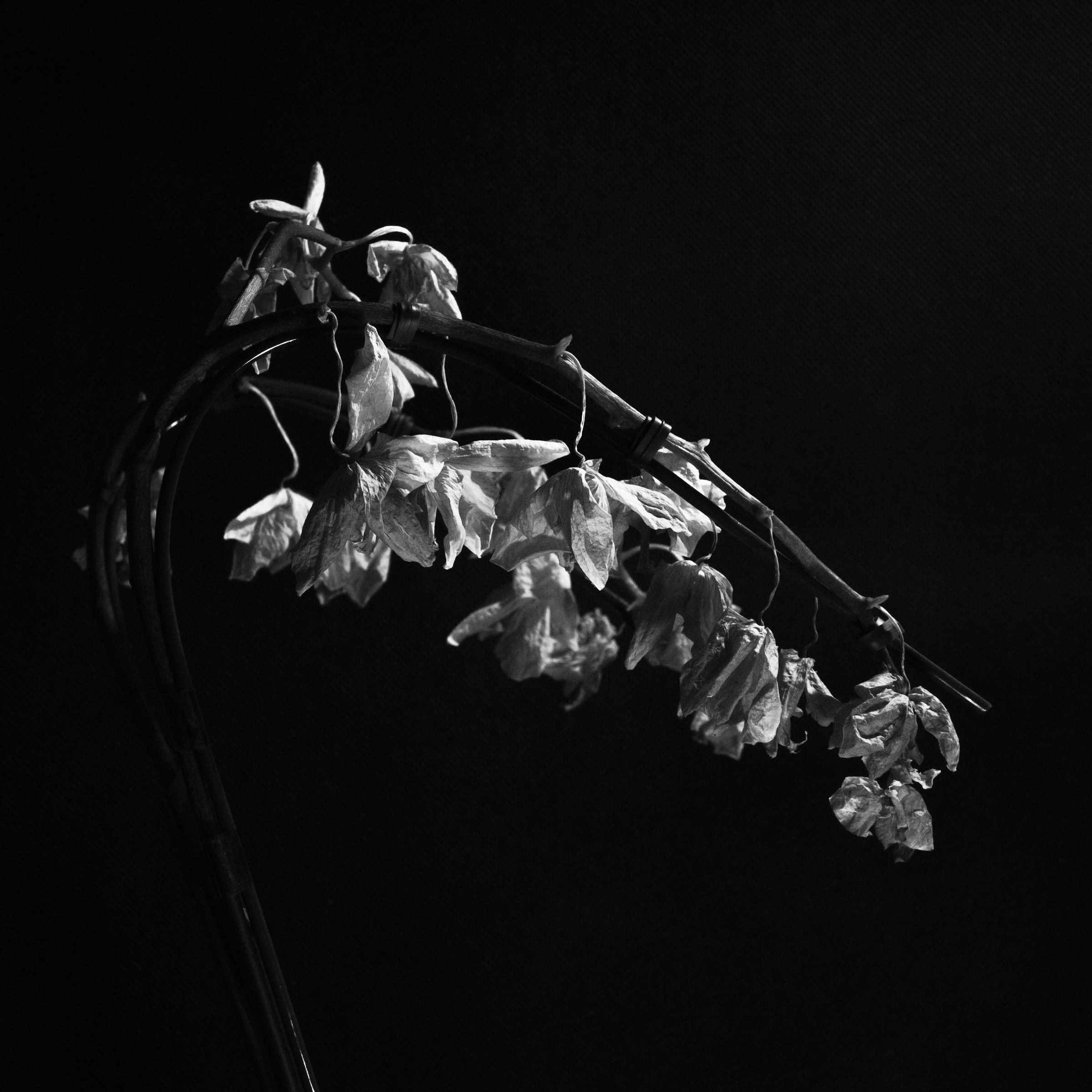 枯れた植物の美しさ｜Toshihiro Kida