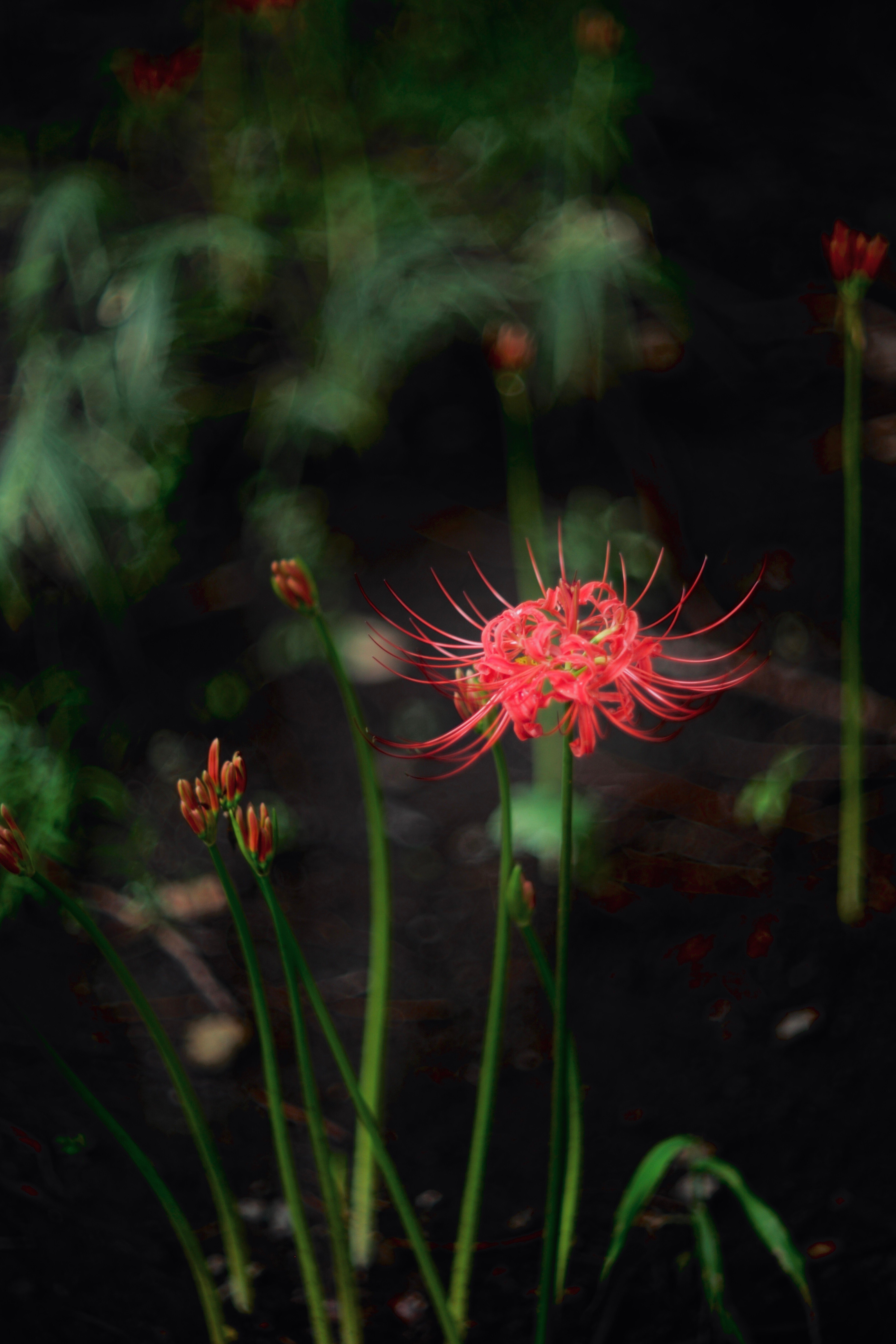 気品溢れる帝王の風格『Leitz Summarex 8.5cm f1.5』｜masato