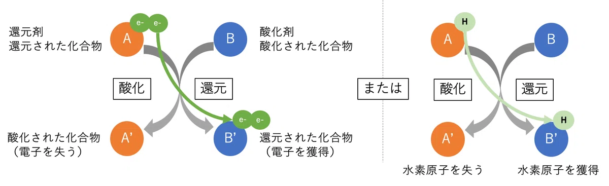 Off Flavor入門〜⑬酸化還元の基礎|Shiro Yamada