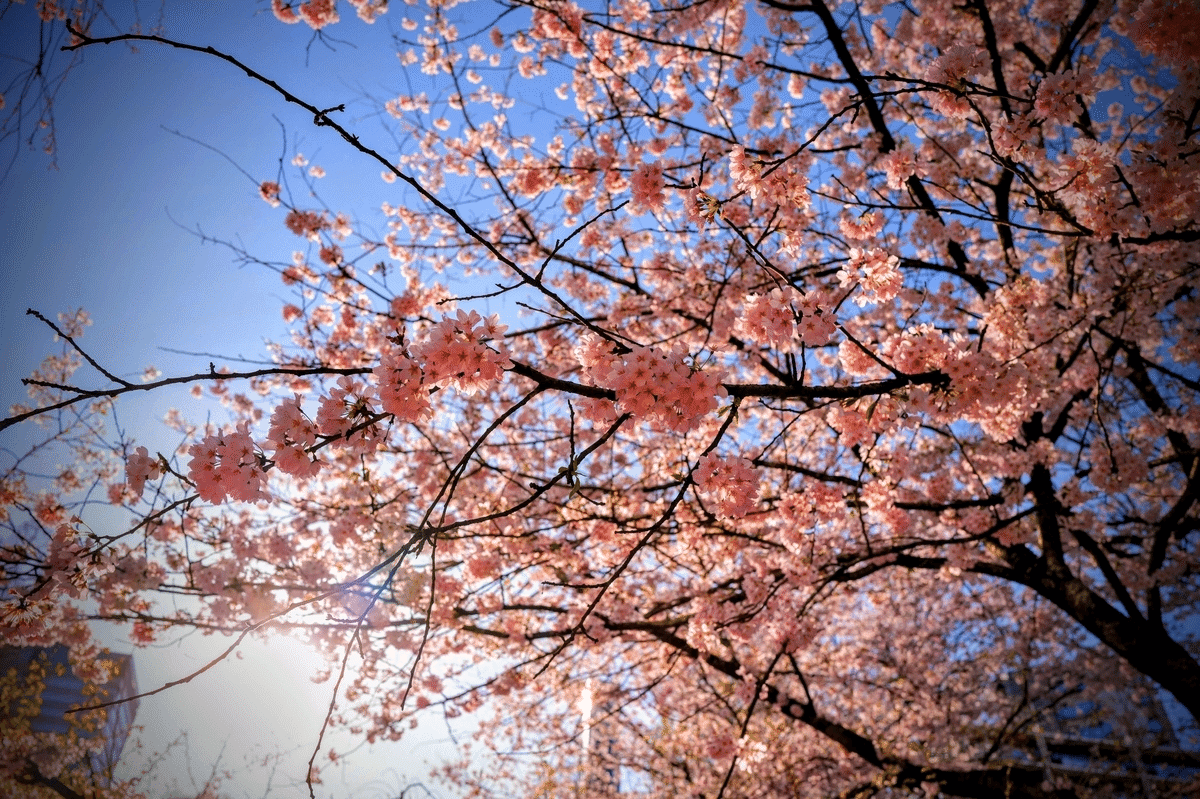 圧倒的描画性能に驚いた！ライカQ3での”本気の桜撮影”をご覧