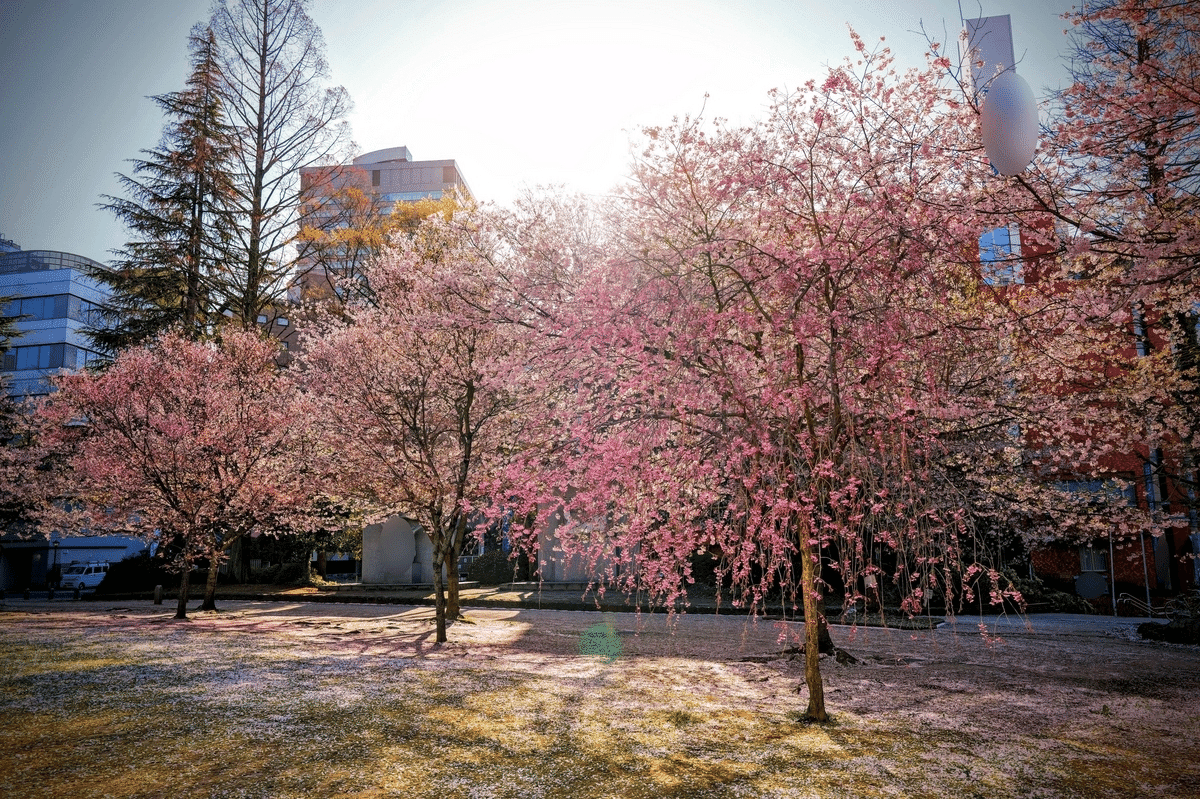 LX2❤️ライカ大口径神レンズ搭載❤️春の桜をライカで撮ろう