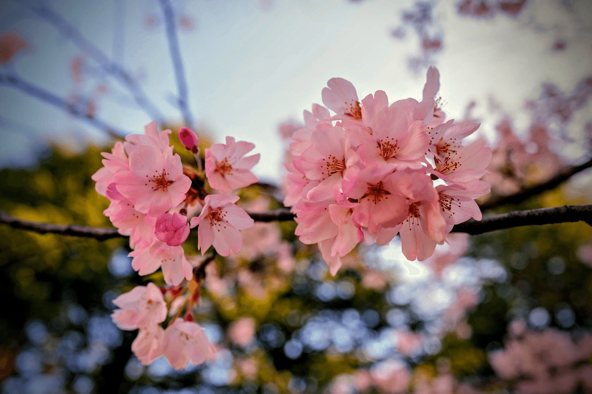 圧倒的描画性能に驚いた！ライカQ3での”本気の桜撮影”をご覧