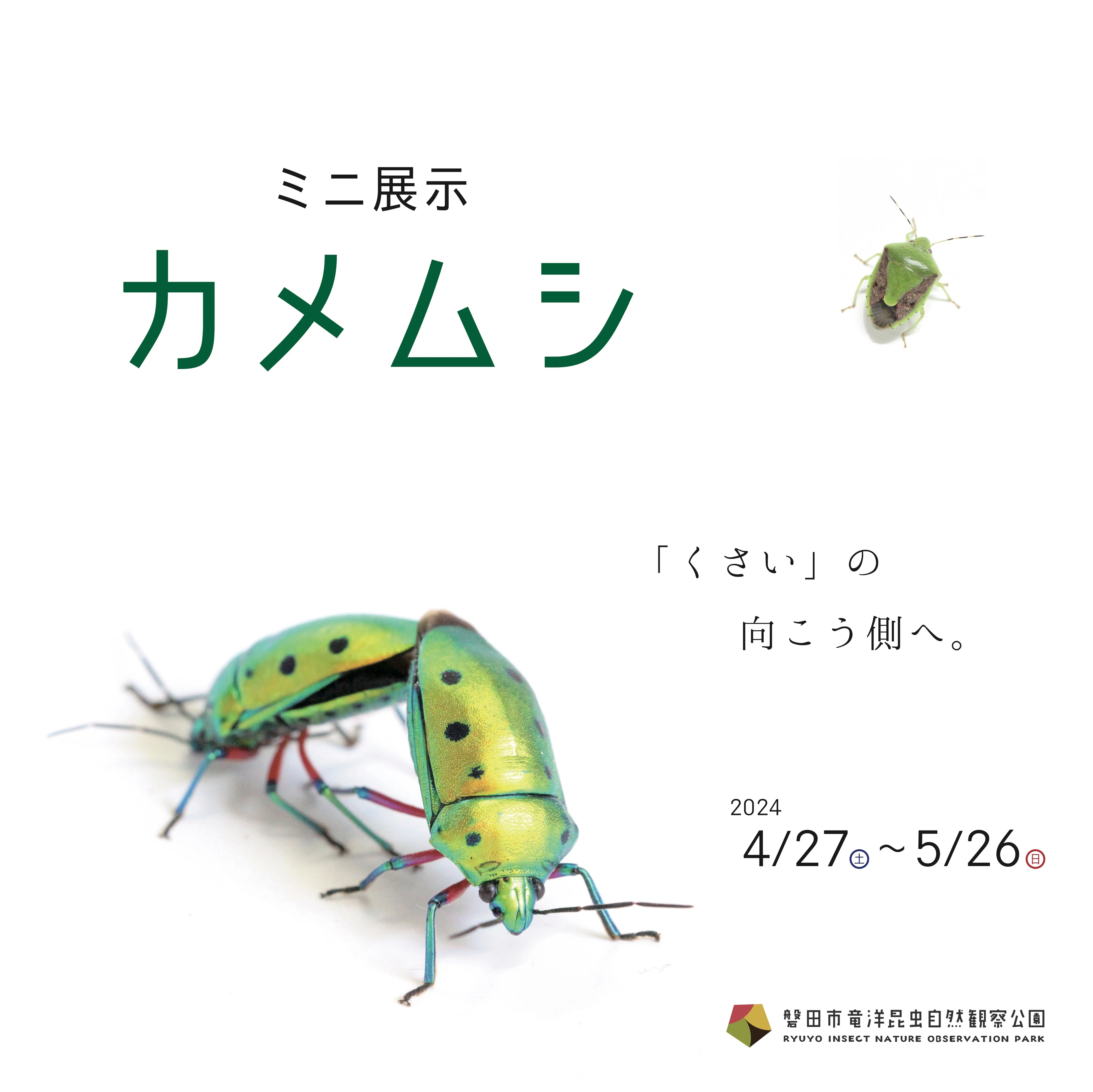 ミニ展示 カメムシ」のお知らせ｜竜洋昆虫自然観察公園